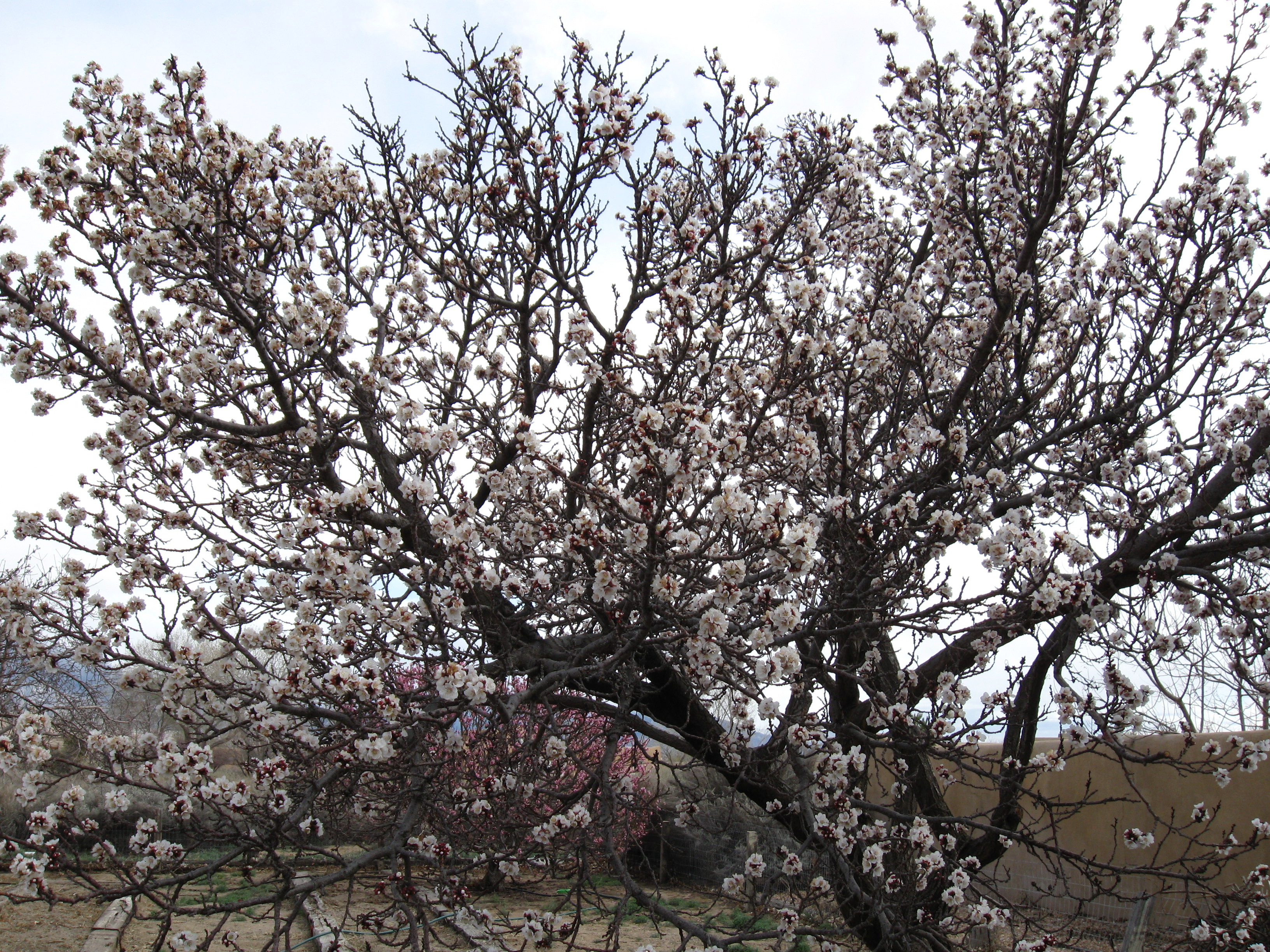 Blossoms