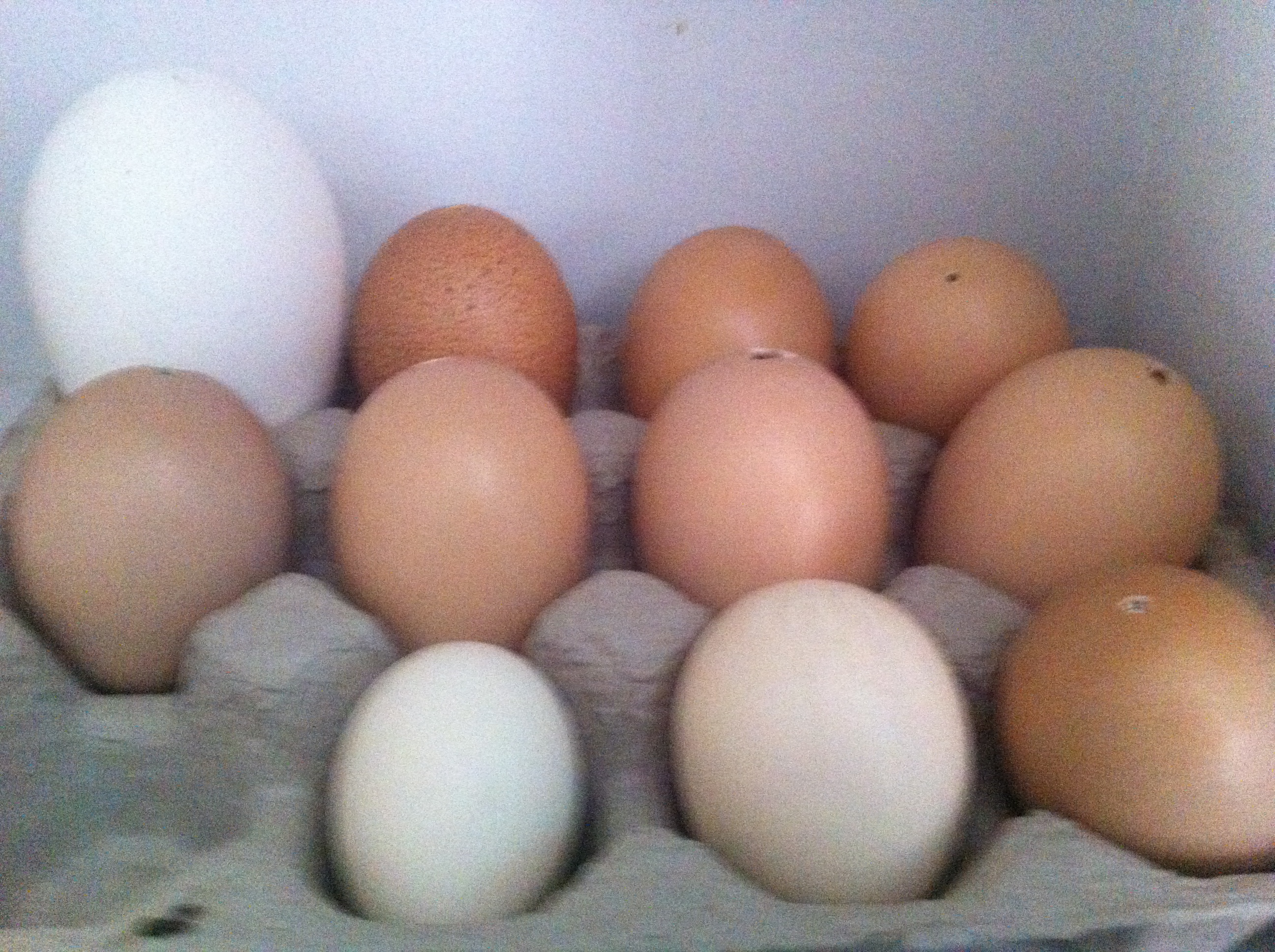 Blown Eggs