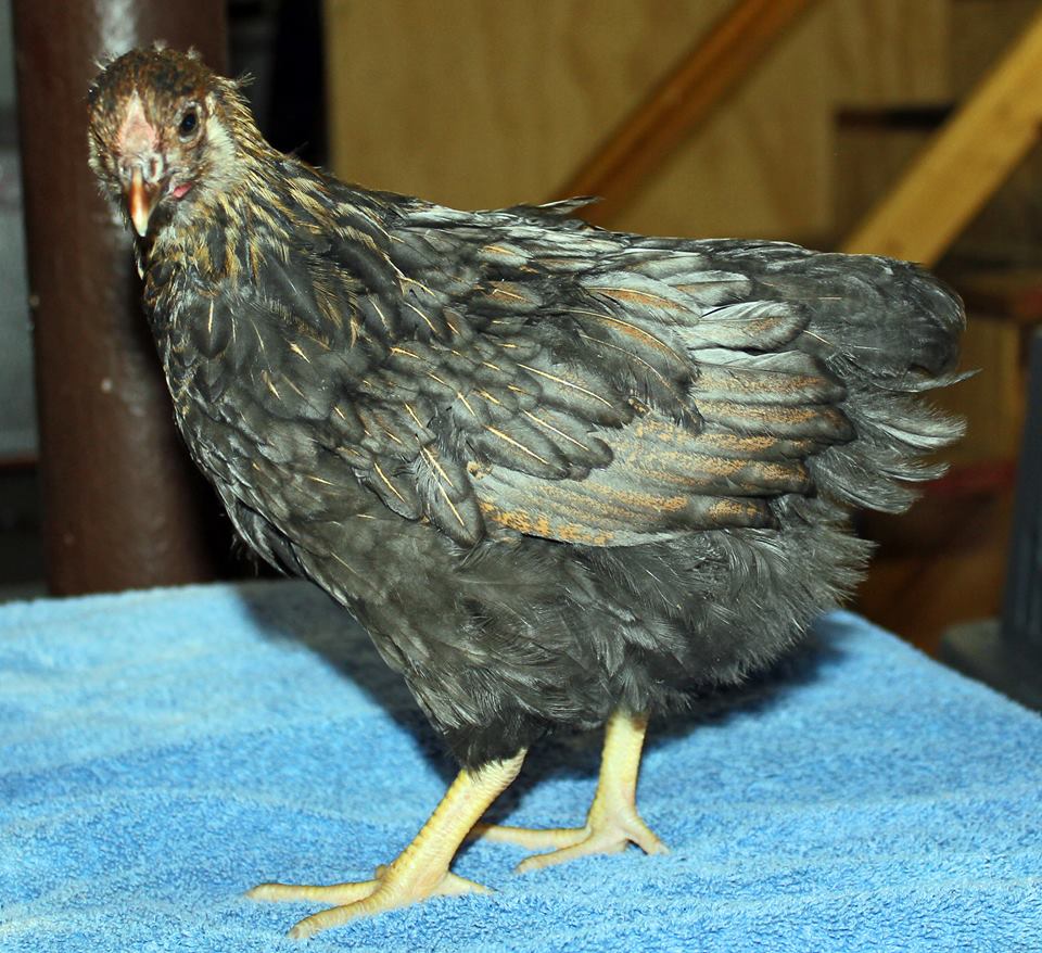 BLR Wyandotte 8-10 weeks