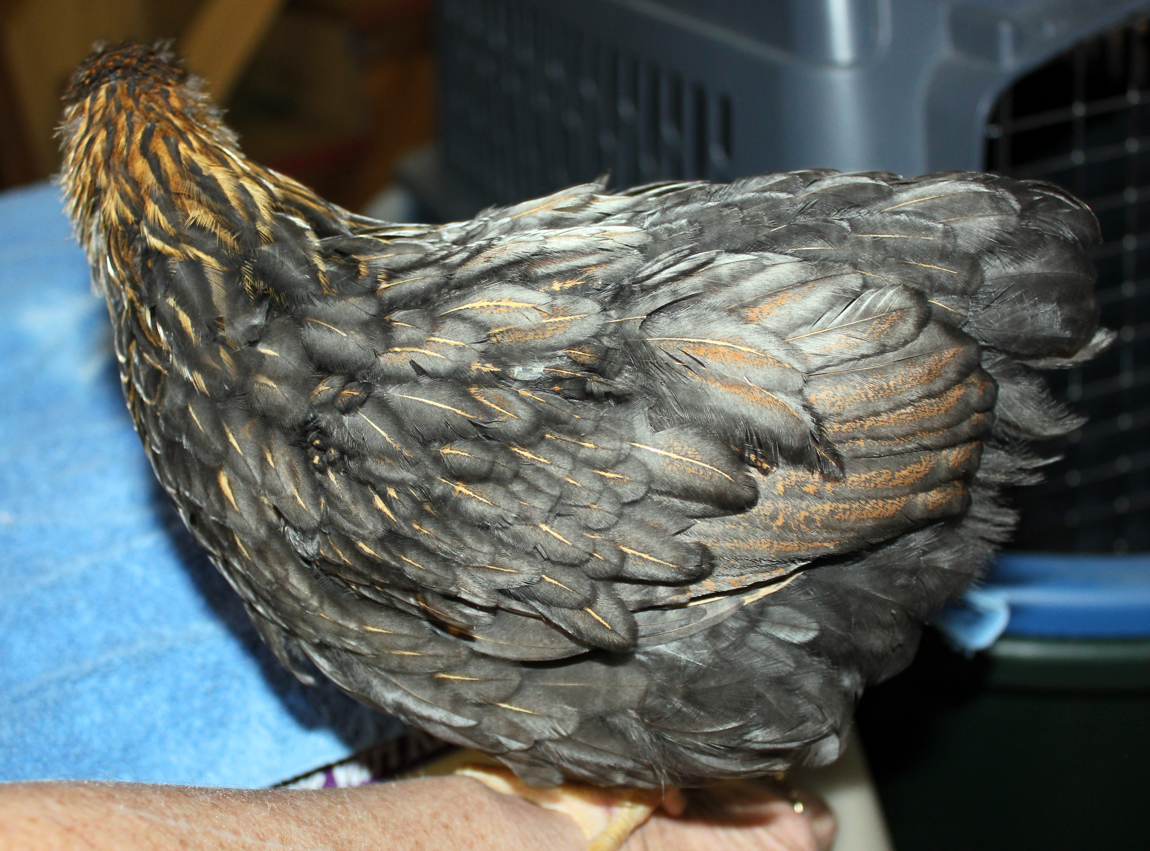 BLR Wyandotte at 8-10 weeks
