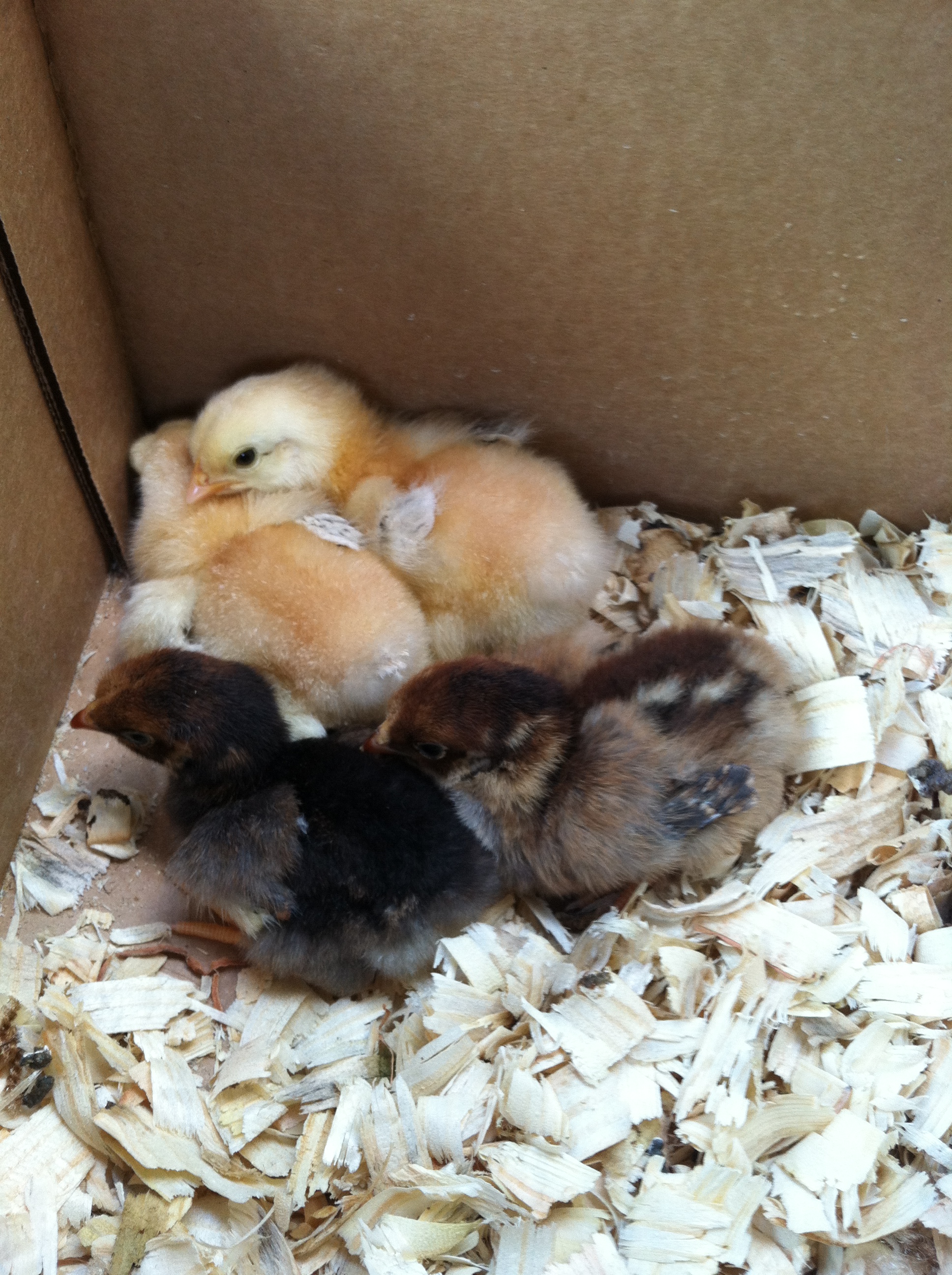 BLRW and Basque chicks
