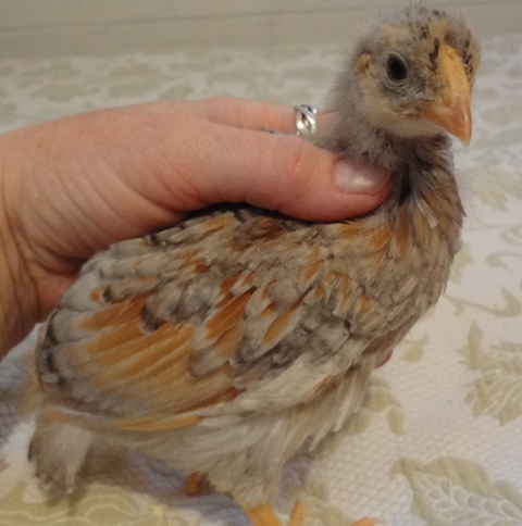 BLRW, BigChick, 3 Weeks, Feathering