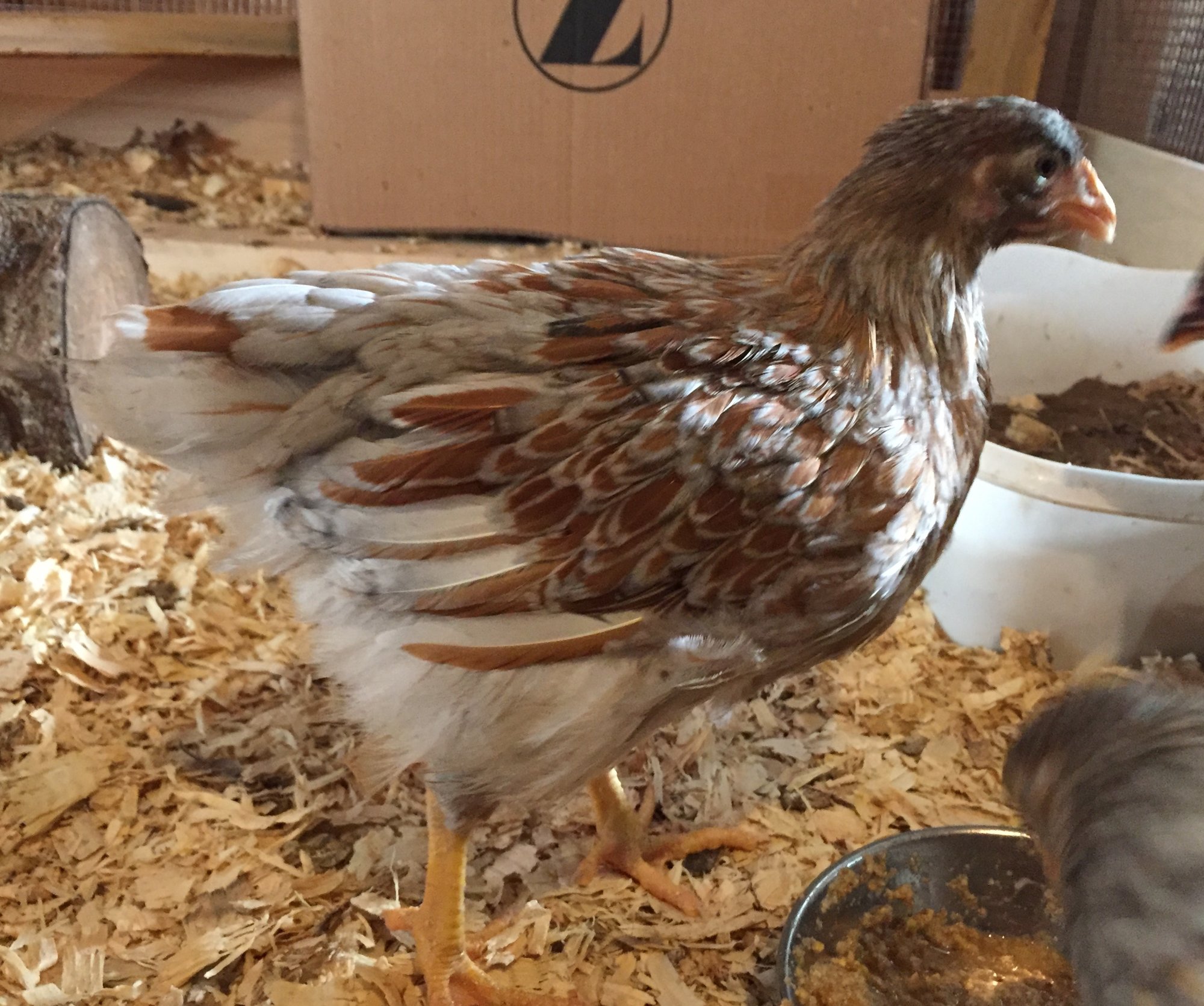BLRW, BigChick, 6 weeks