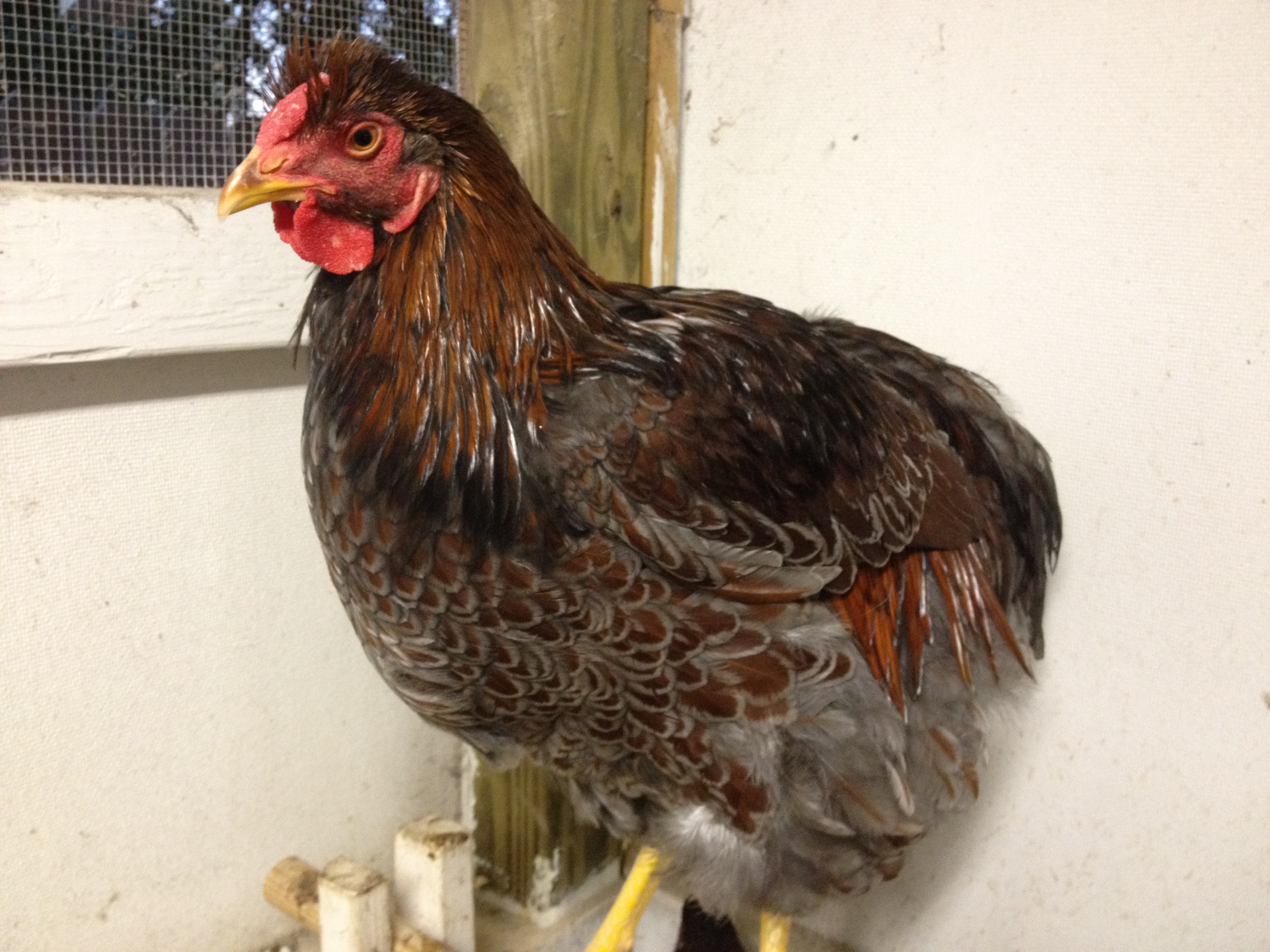 BLRW cockerel from Jerry Foley.  He is going to be a BIG boy! He is around 8 months old (11/12) and is filling out fast.  He is molting now, but he is going to be striking!