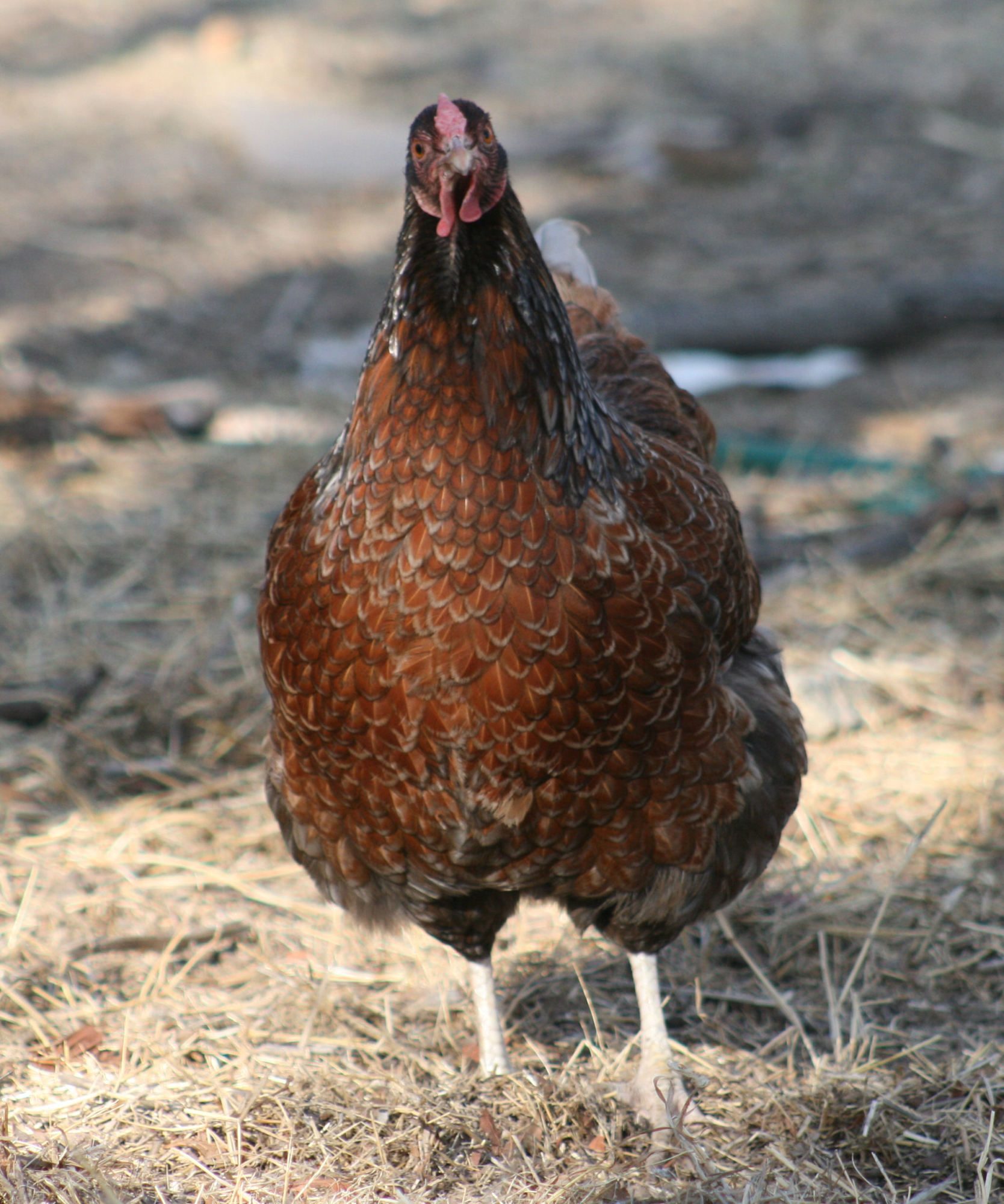 BLRW hen approx 10 months