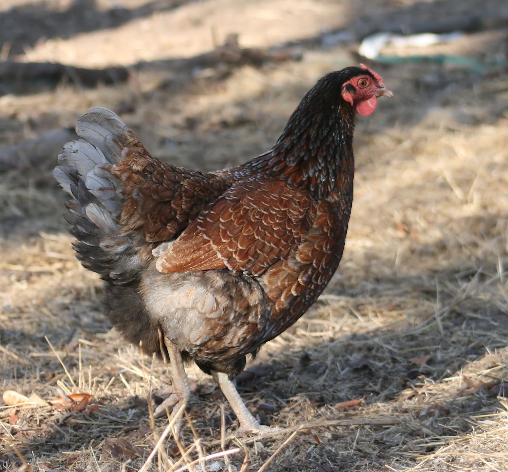 BLRW hen approx 10 months