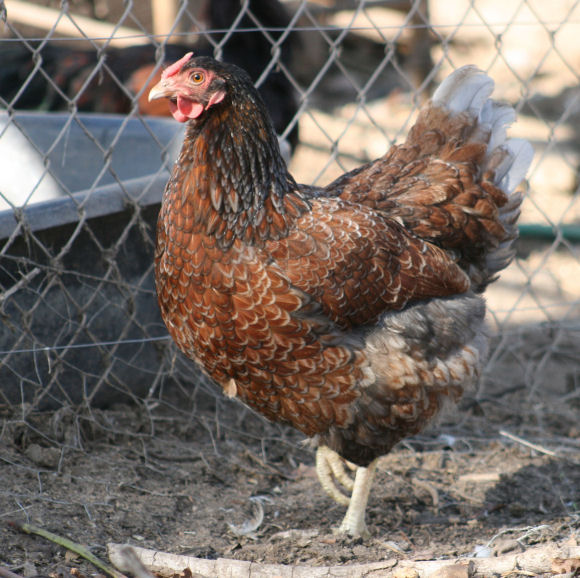 BLRW hen approx 10 months