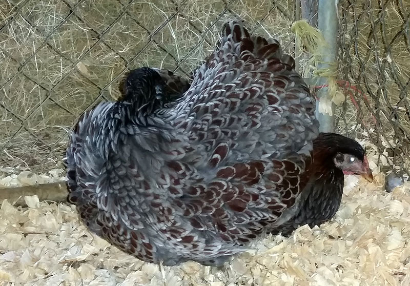 BLRW Pullet