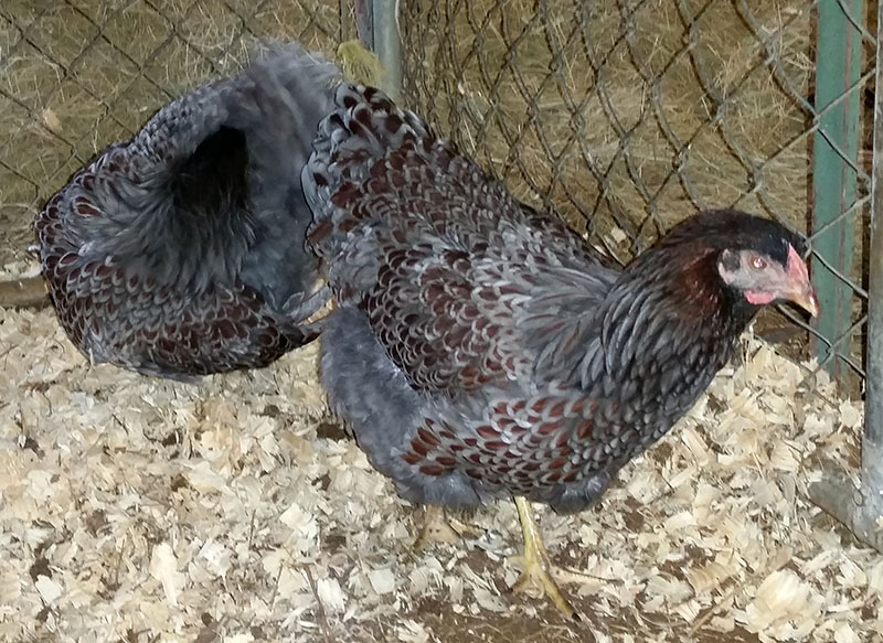 BLRW Pullets