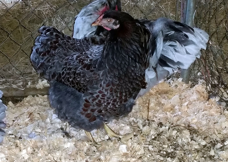 BLRW pullets