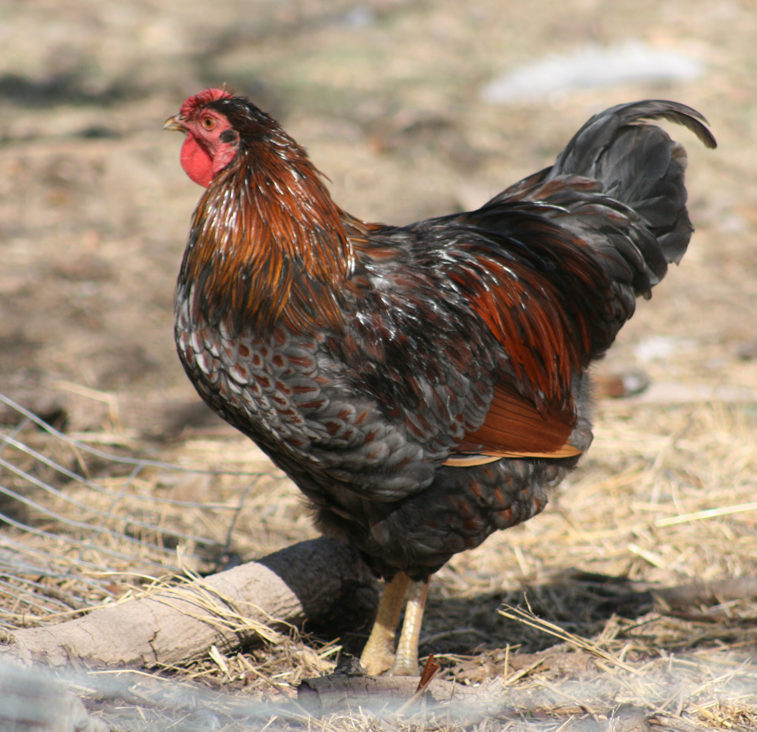 BLRW Rooster - 8 months