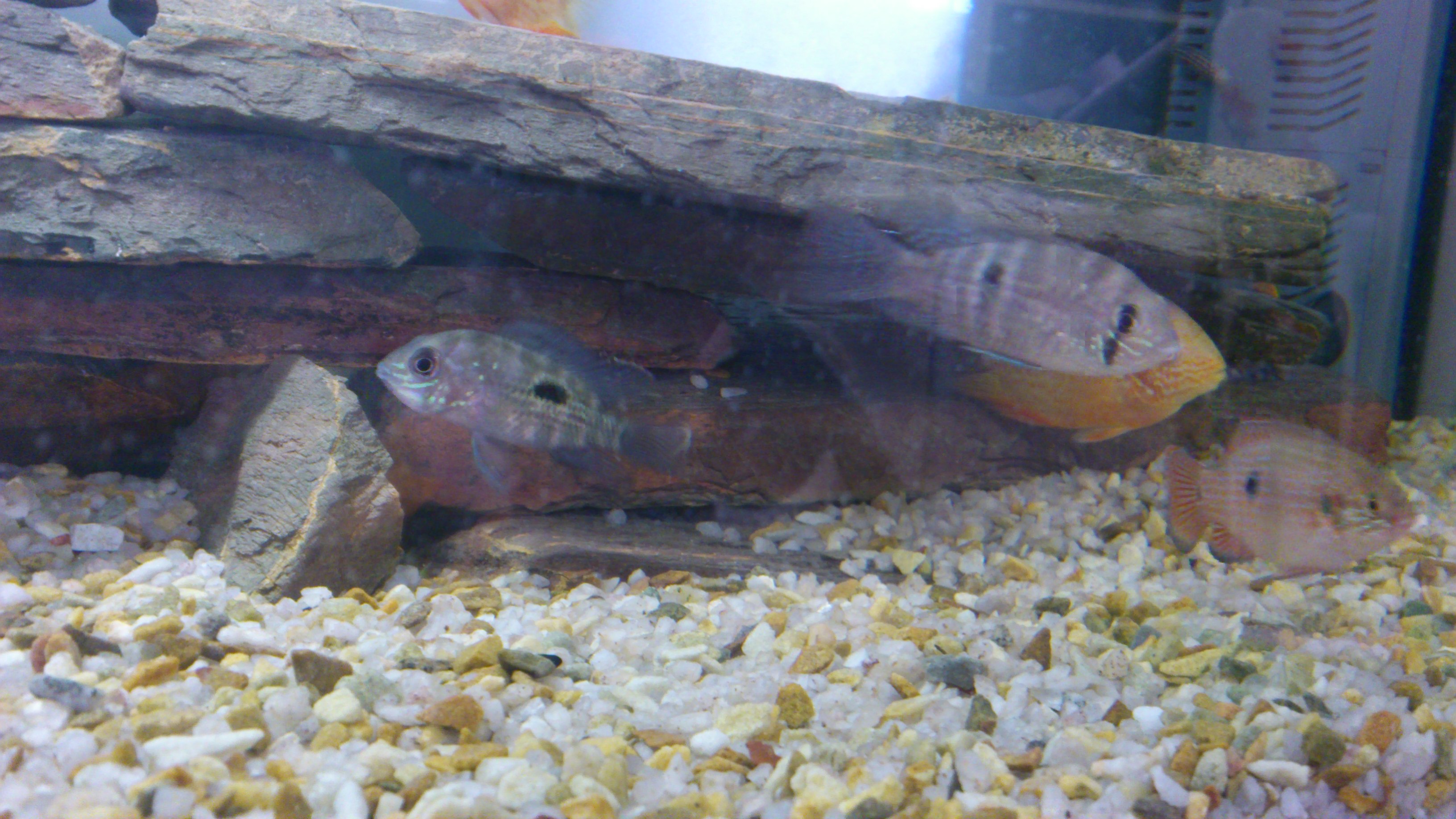 blue acara
