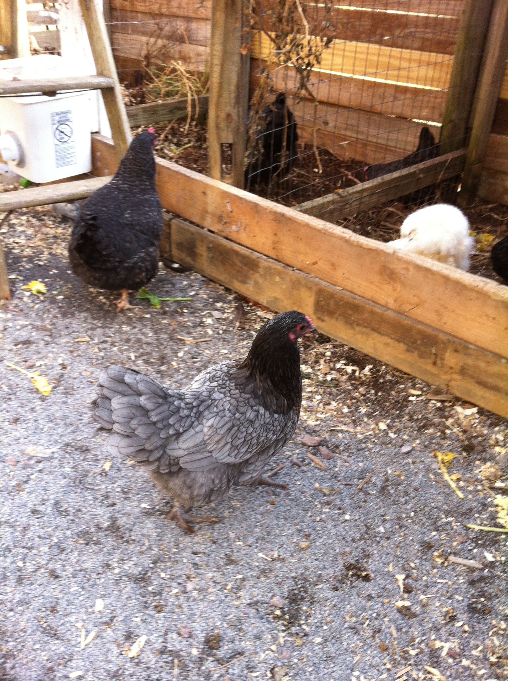 Blue Ameraucana Belle