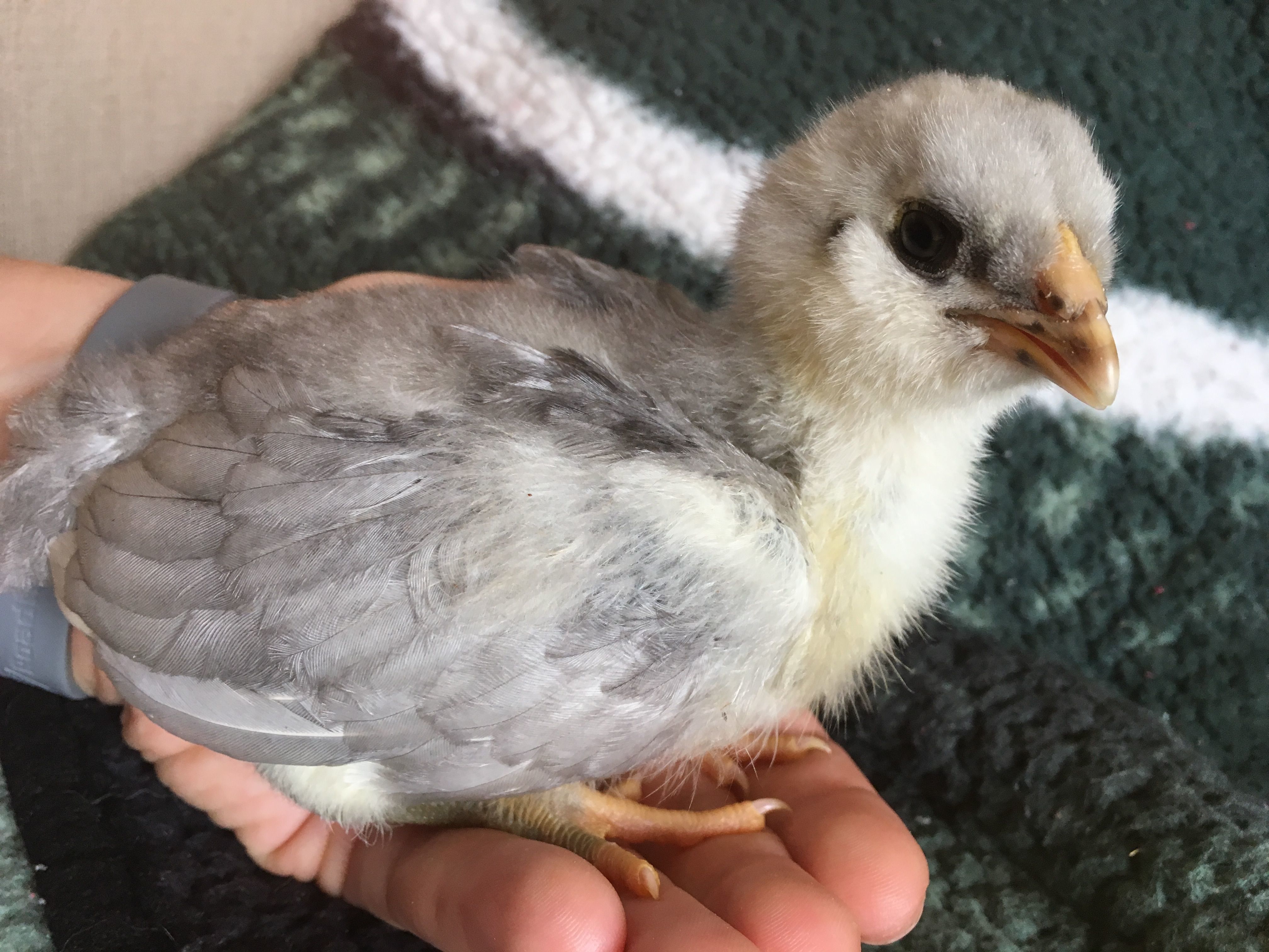Blue Ameraucana chick