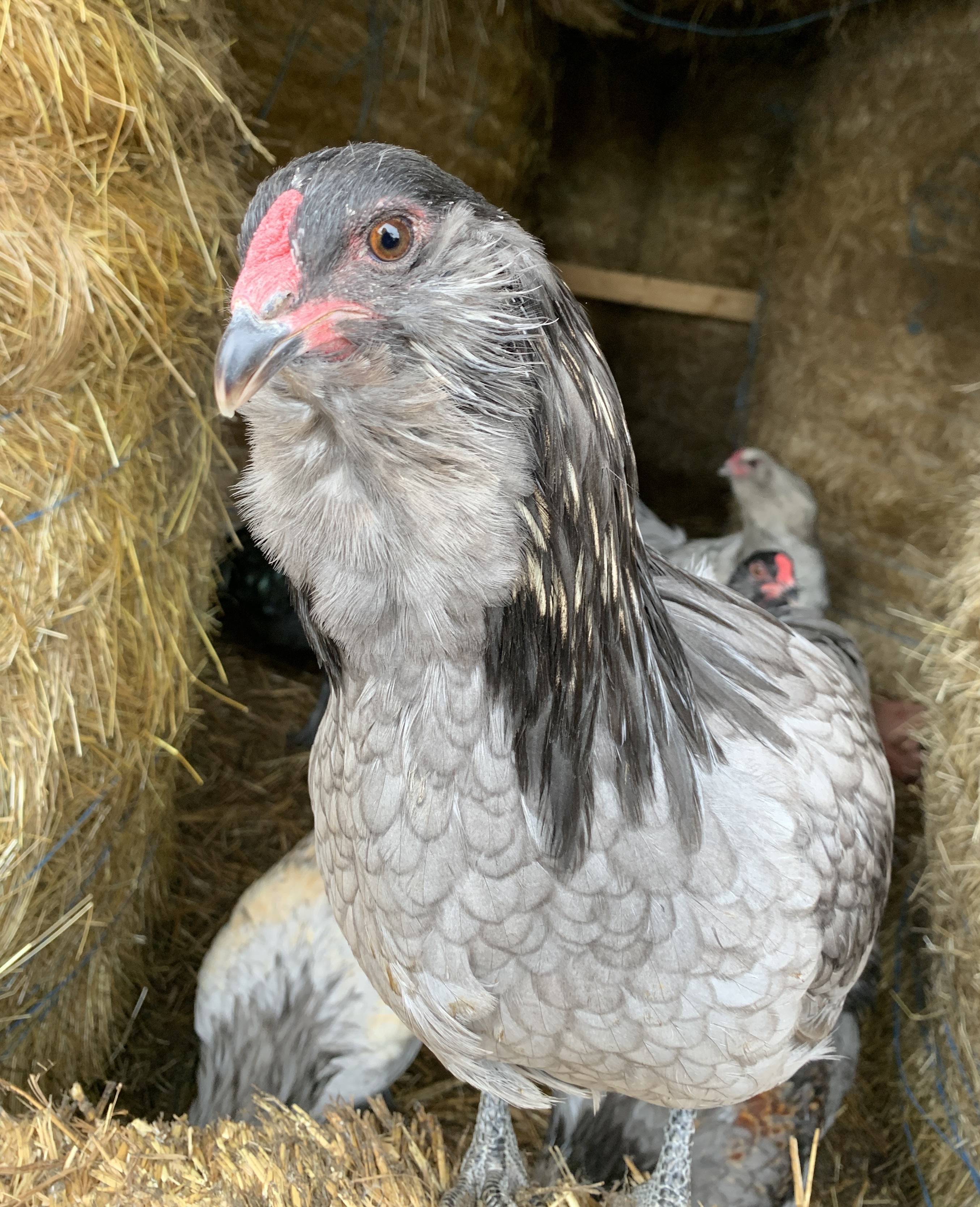 Blue Ameraucana cockerel