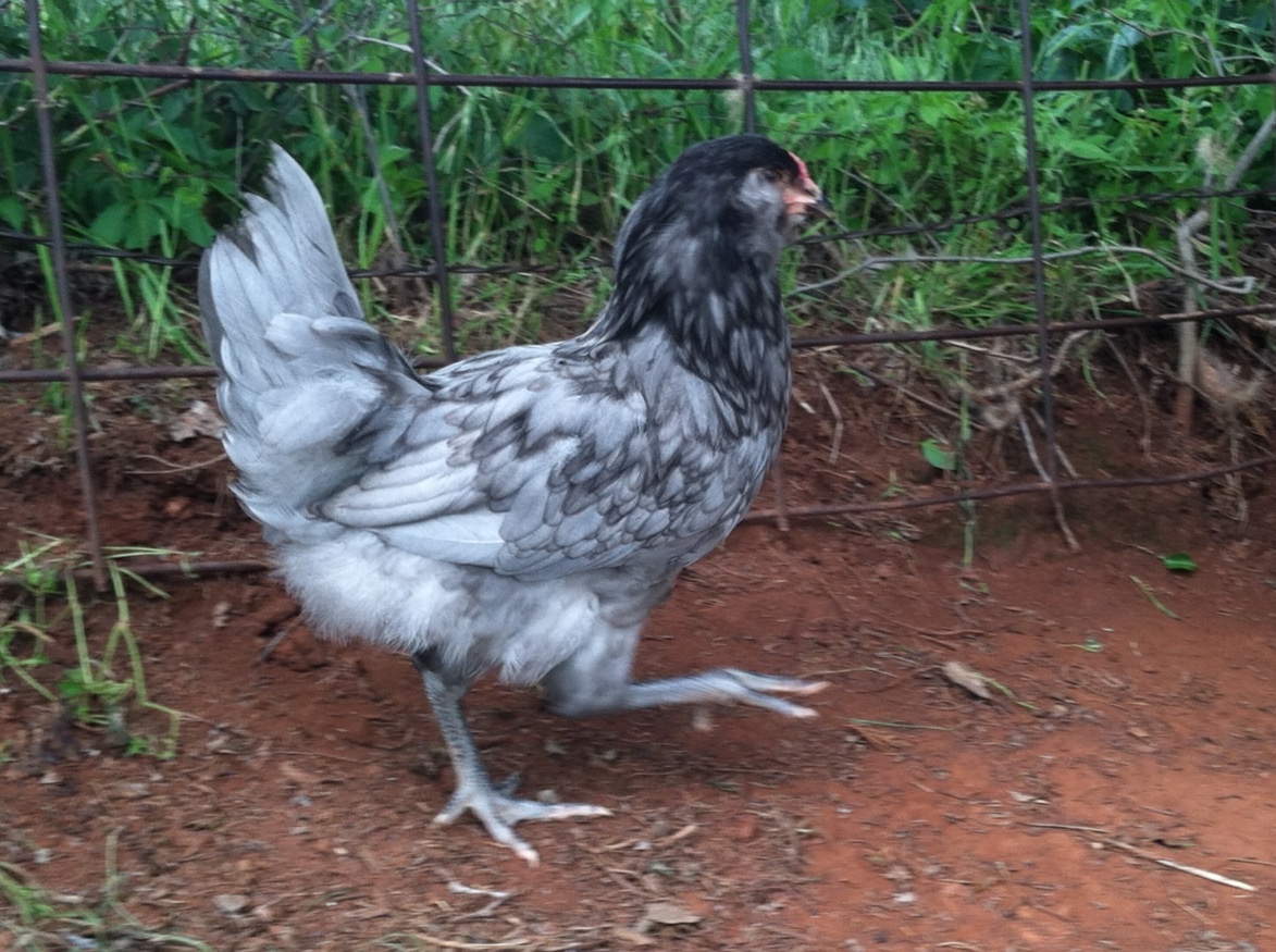 Blue Ameraucana