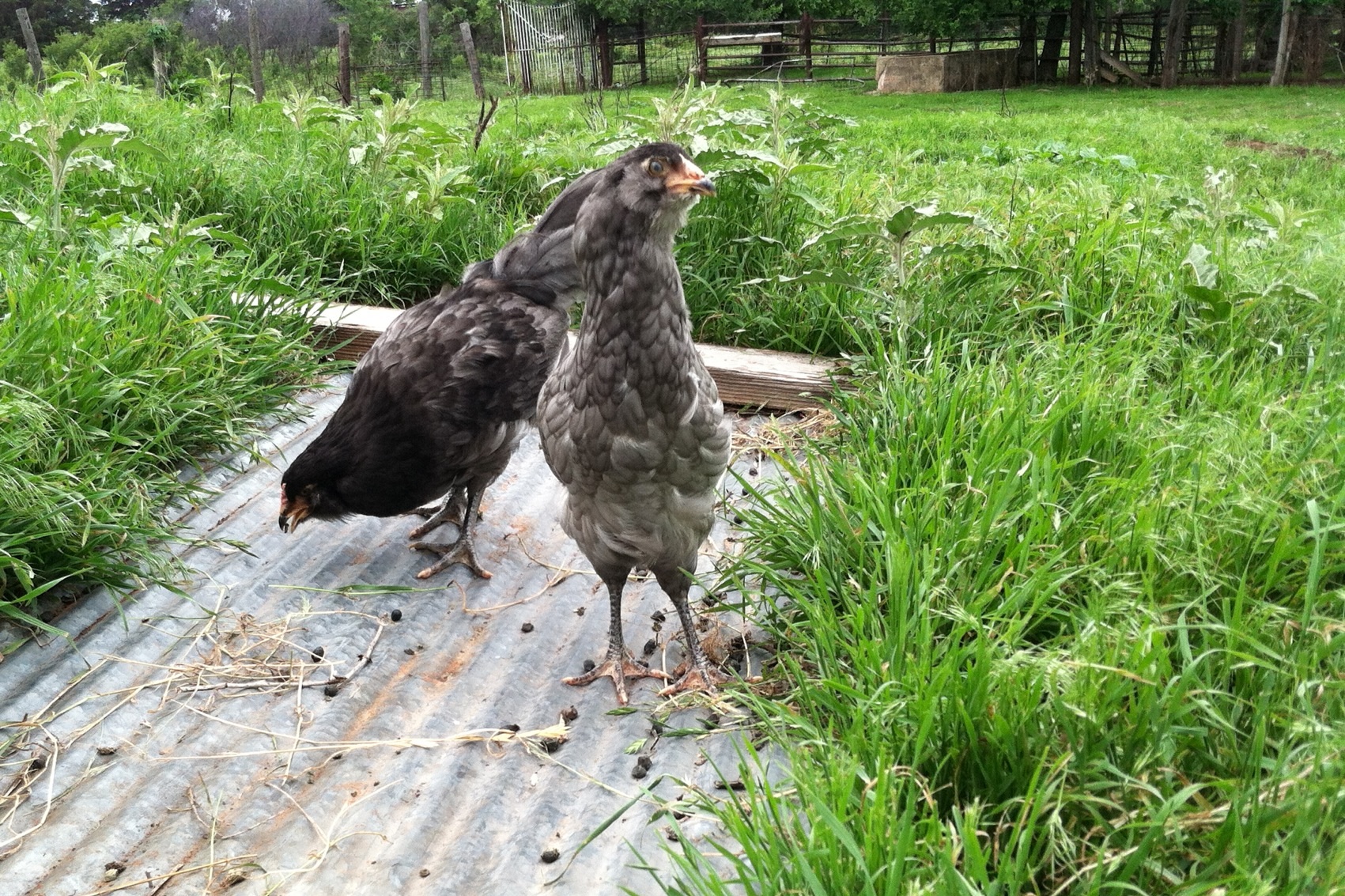 Blue Ameraucana