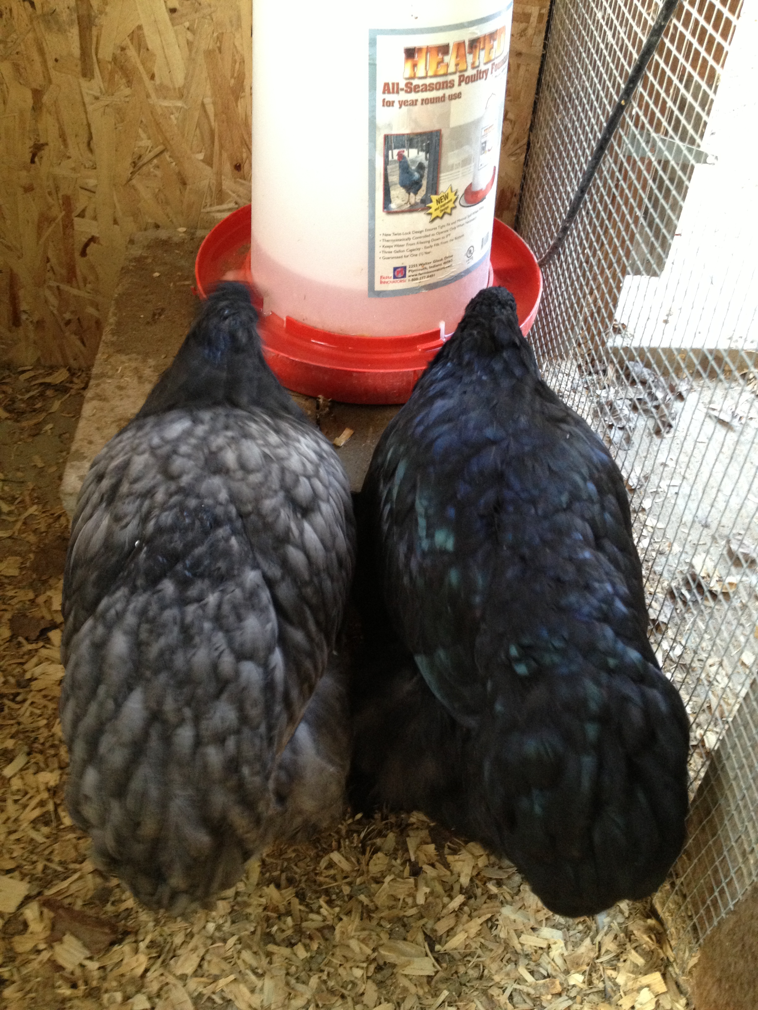 Blue and Black Cochin