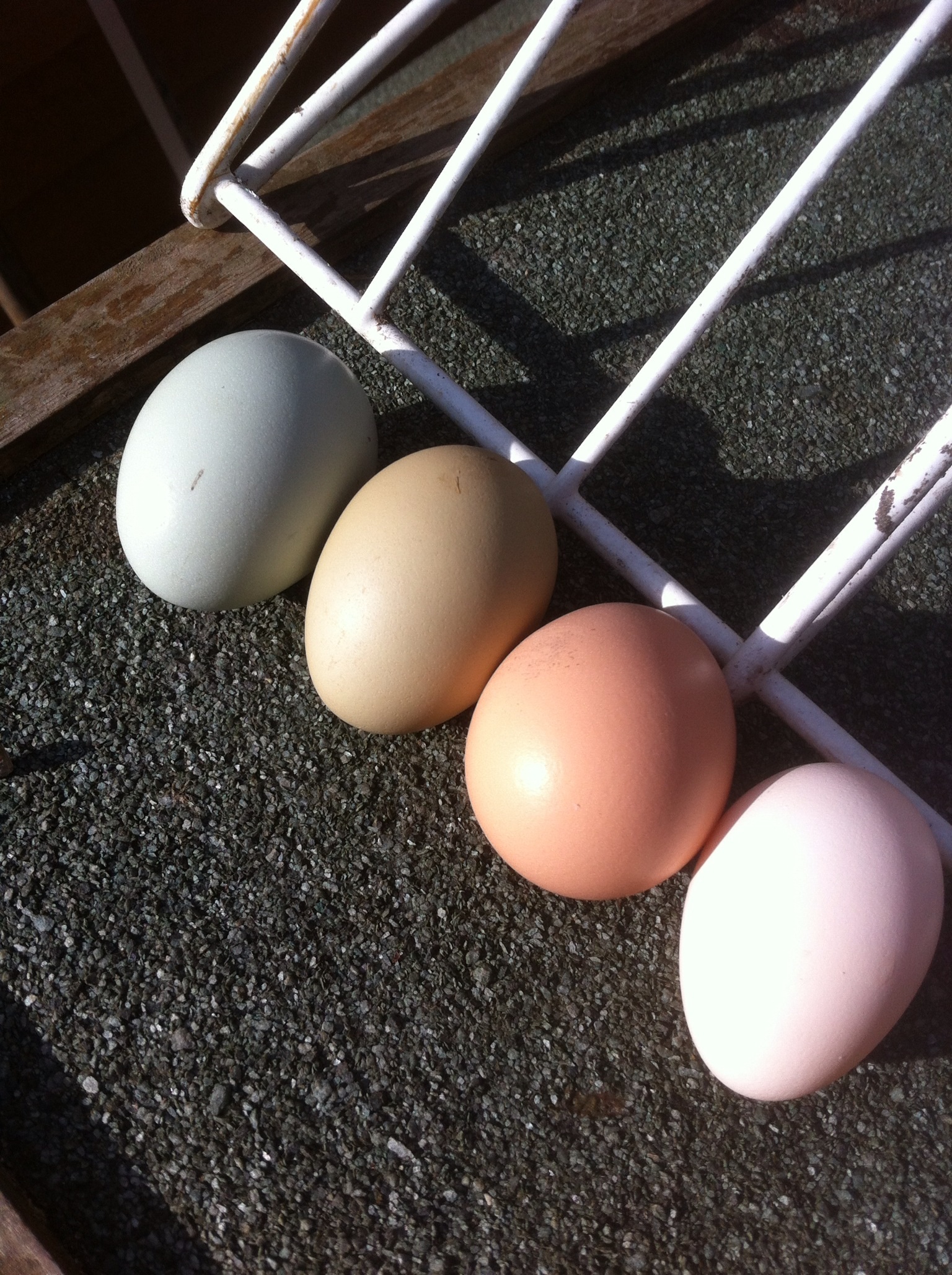 Blue and green and brown and white and all intermediate shades too .  Great eggcitement in the coop!