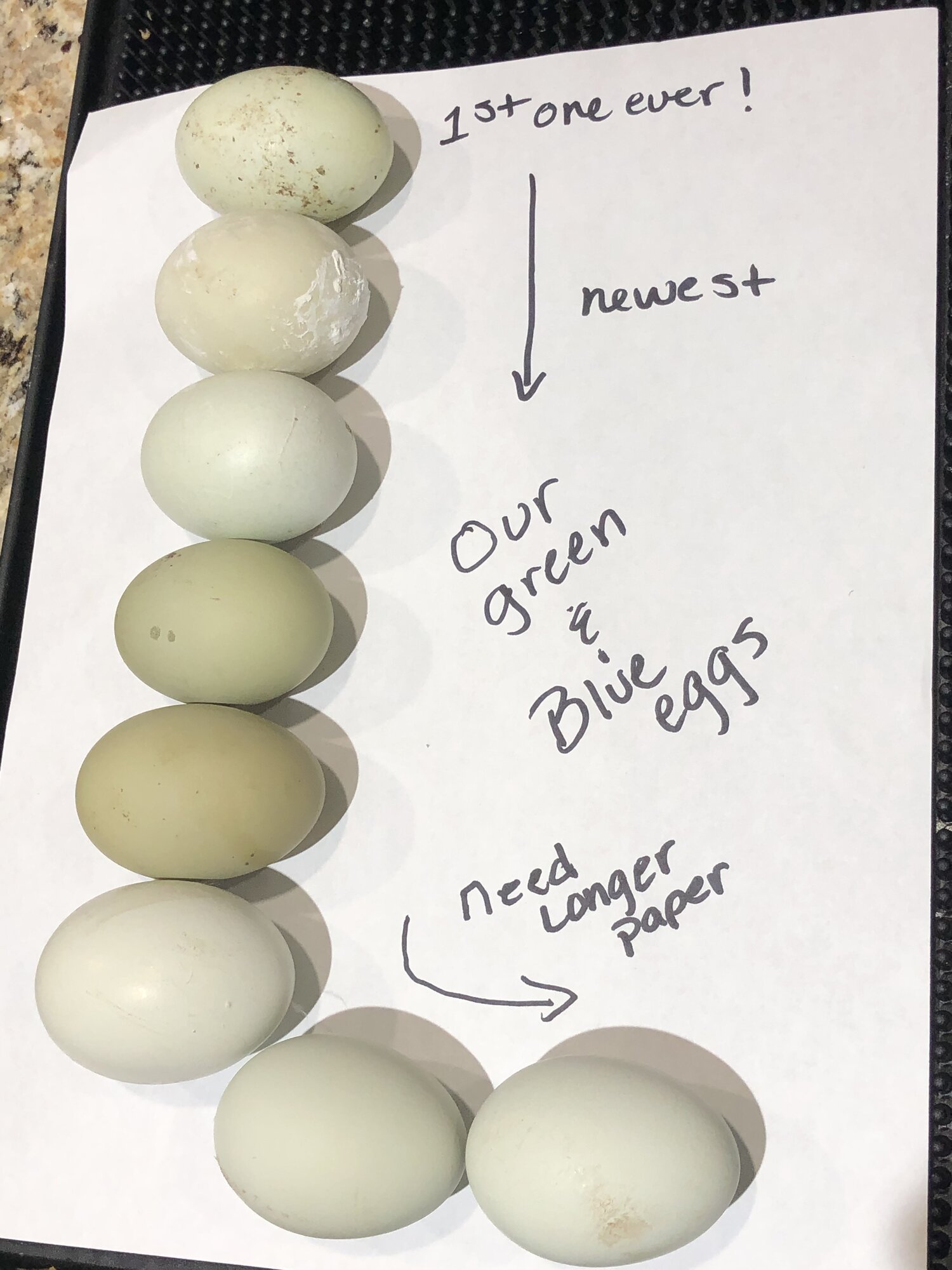 Blue and green eggs.jpeg
