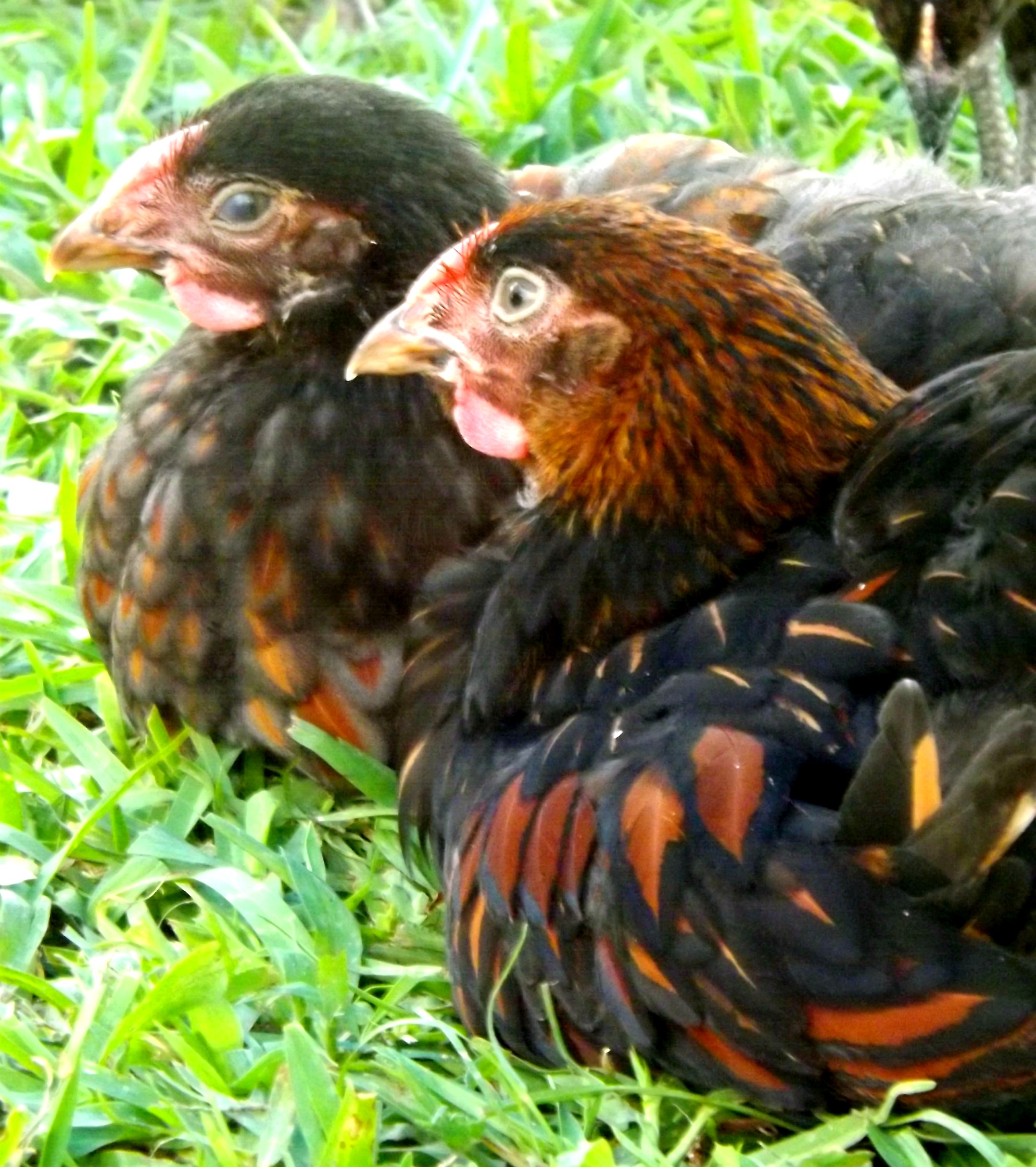 Blue and Luke Bryan.  Our two roosters - they are brothers and get along SO well!