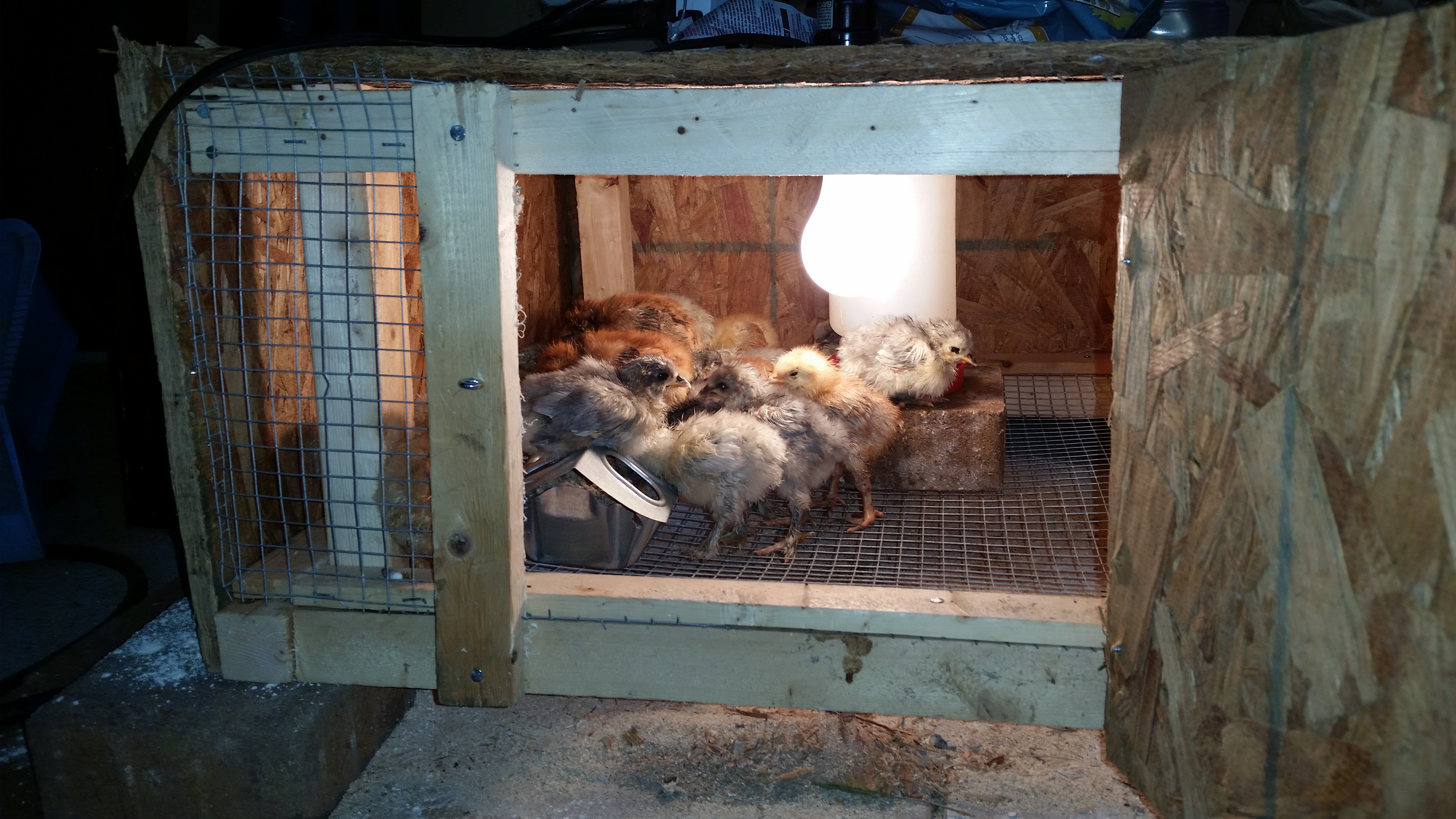 Blue and splash standard cochin and mixed red chick