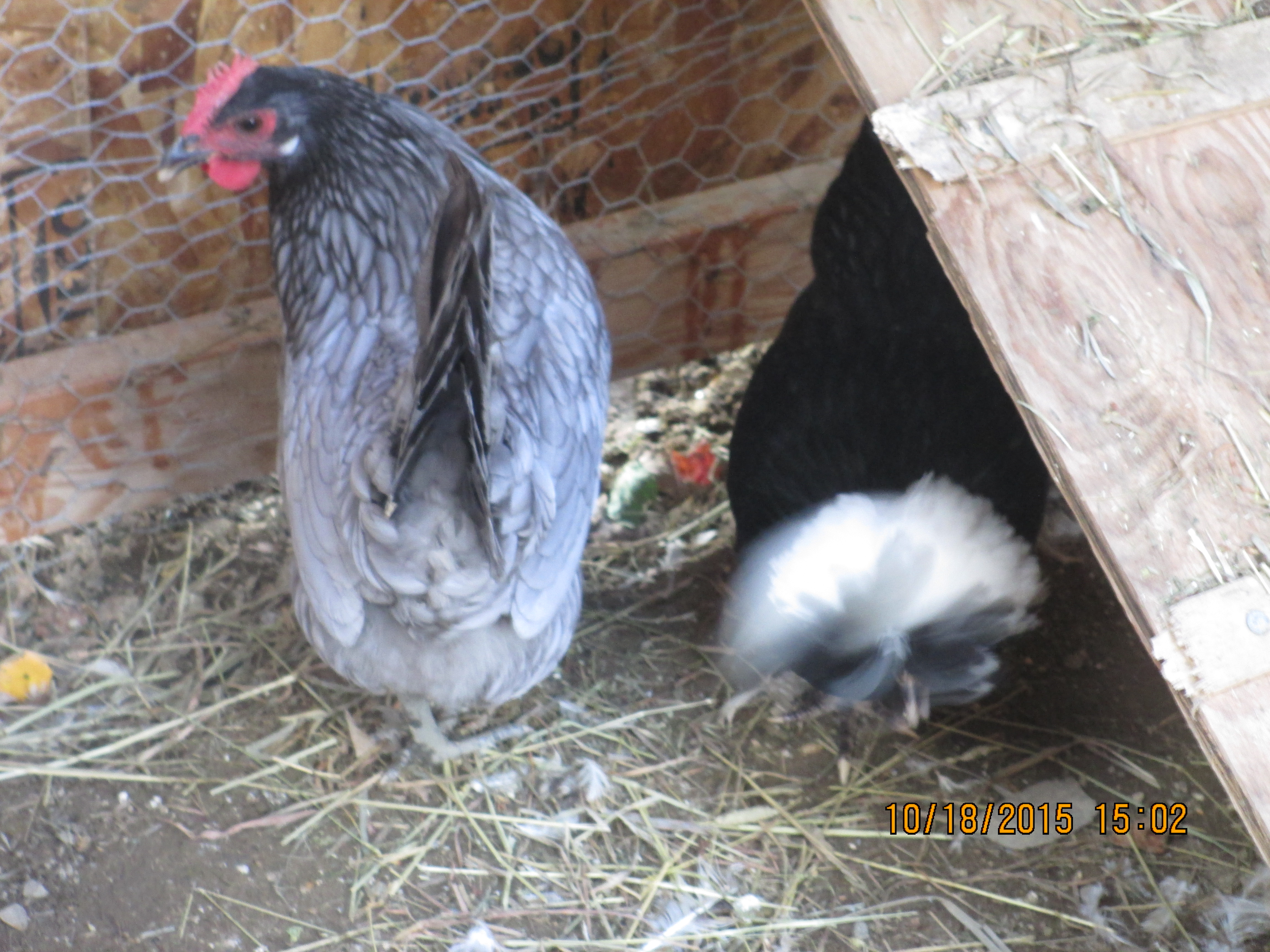 Blue Andalusian and White Crested Black Polish. Both about 8 months old.