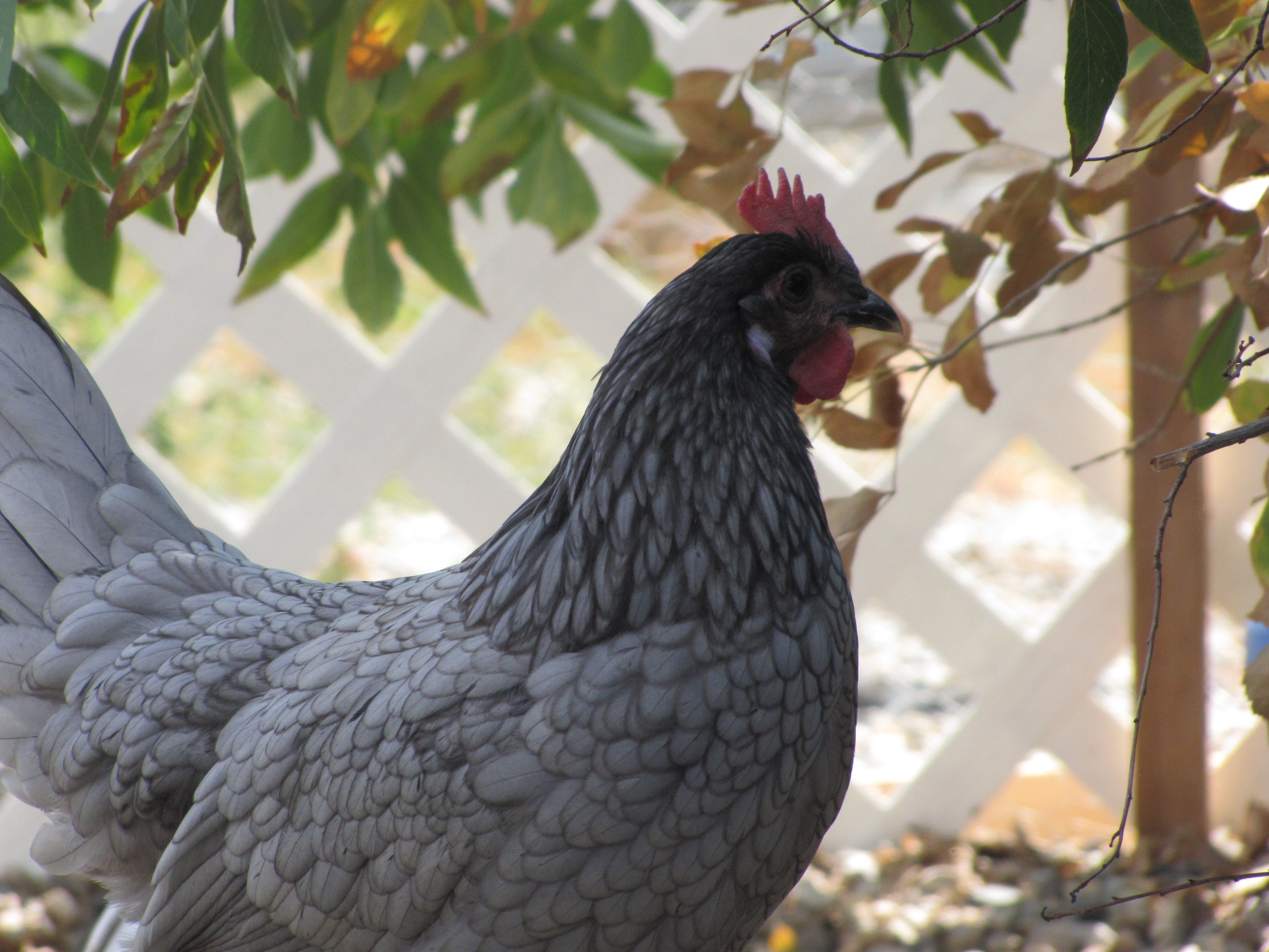 Blue Andalusian pullet
