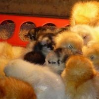Blue Andalusians and Golden Buffs from Meyer Hatchery
