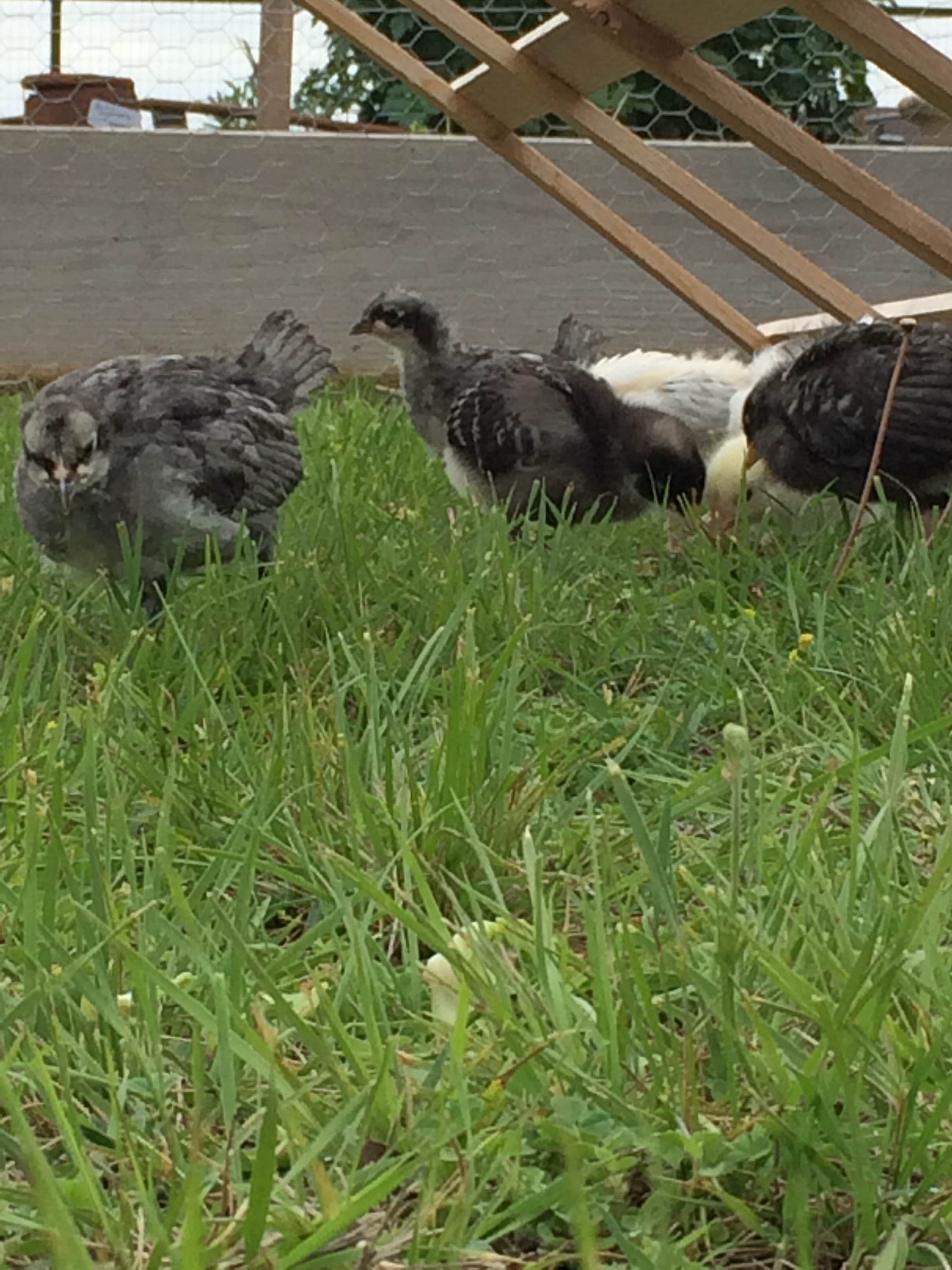 Blue Andalusians, Marans, and Light brahma