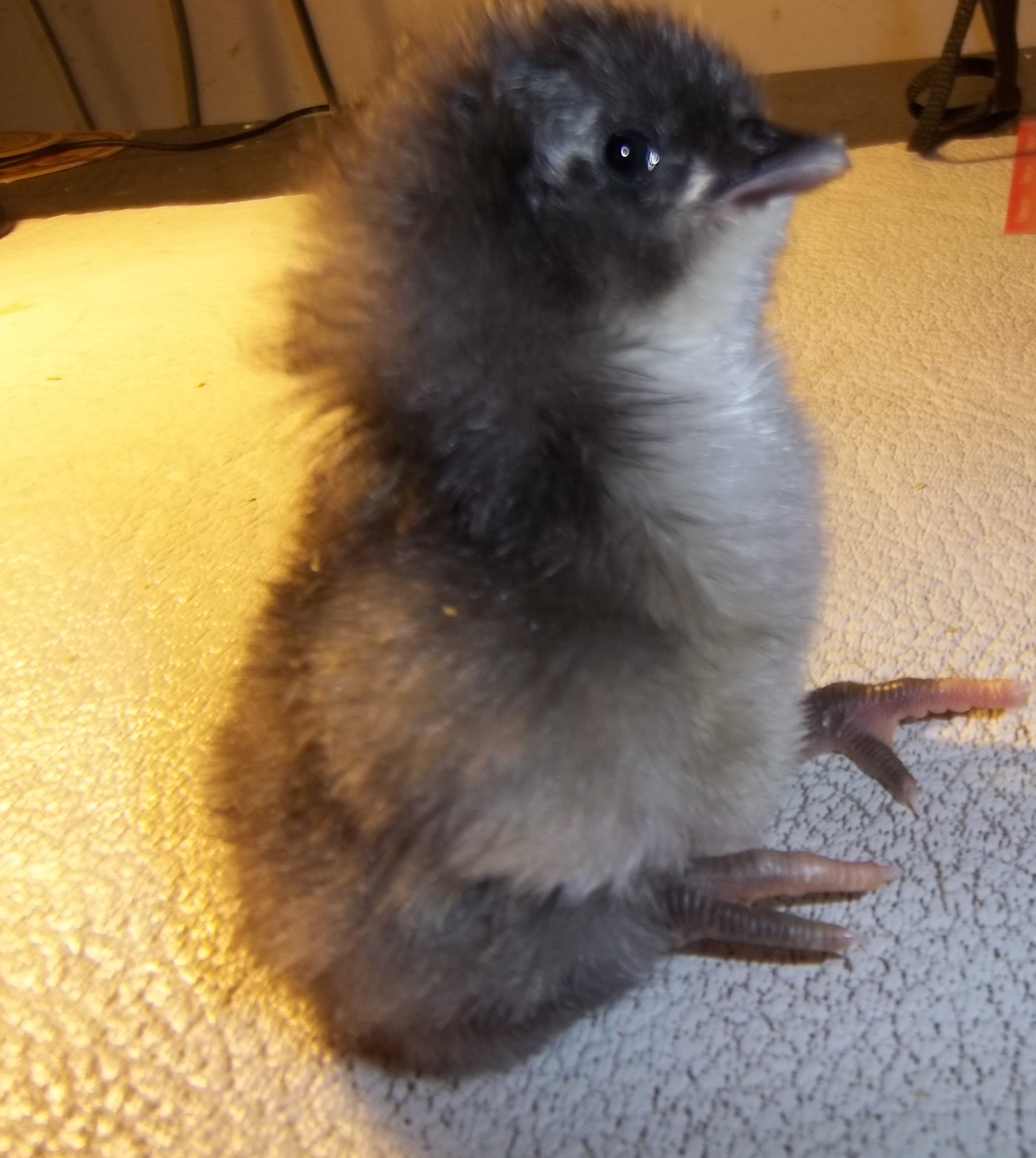 blue australorp baby (Fatty Lummkins)