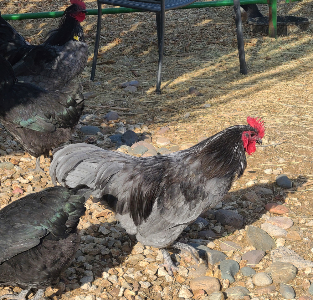 Blue Australorp
