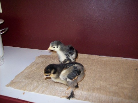 Blue (back) and gold laced (front) standard Cochin chicks.  Roughly 2 1/2 weeks old.