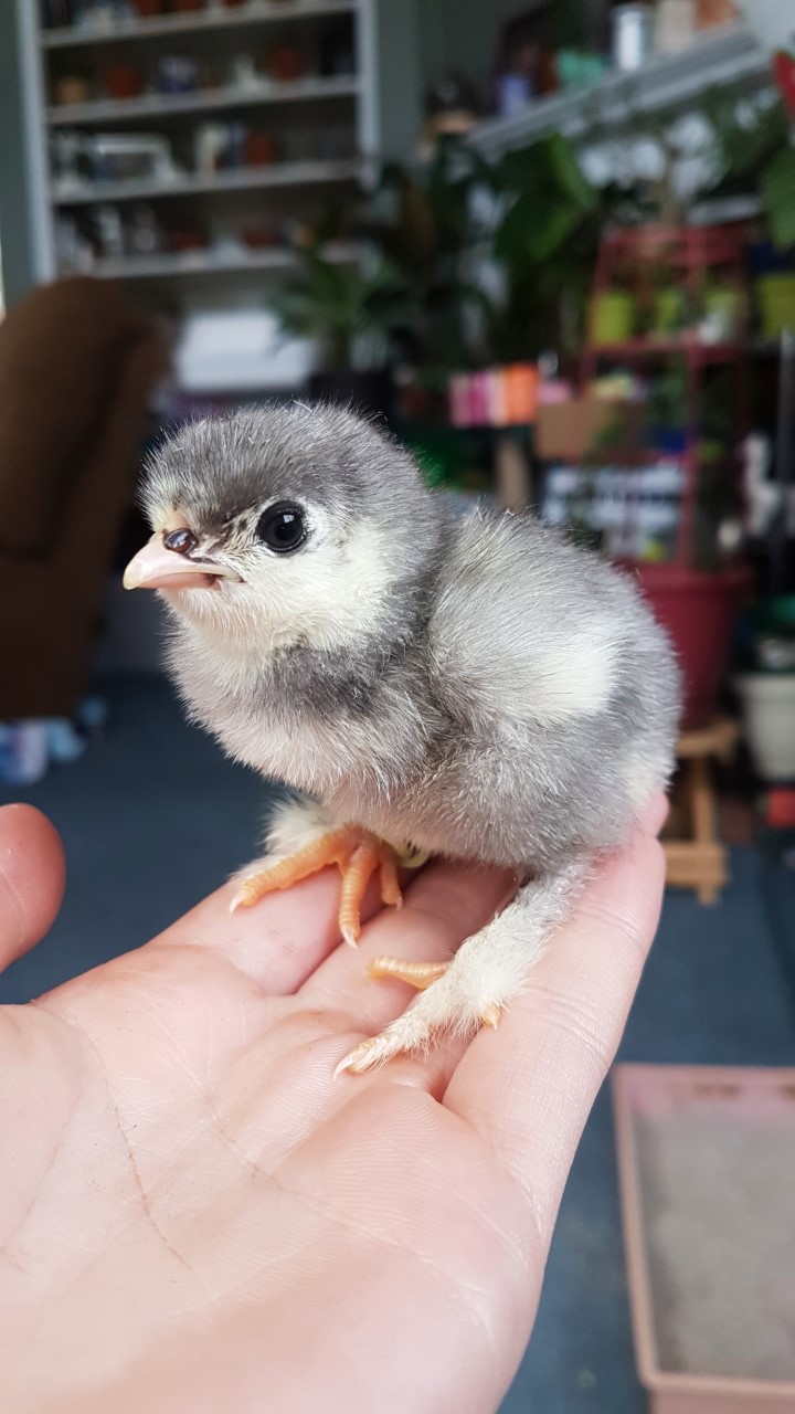 Blue Bantam Cochin Chick
