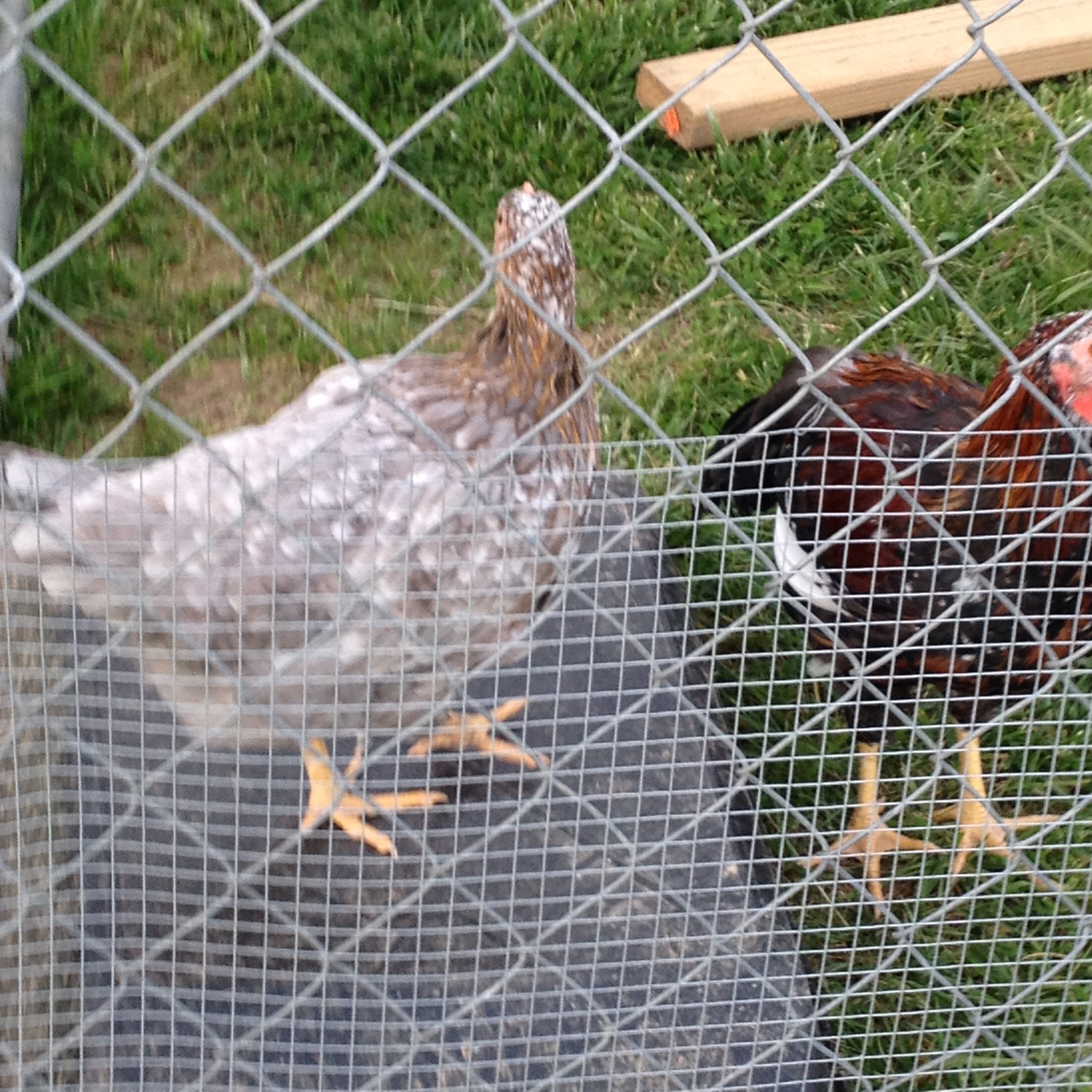 Blue based German pullet 4 months old