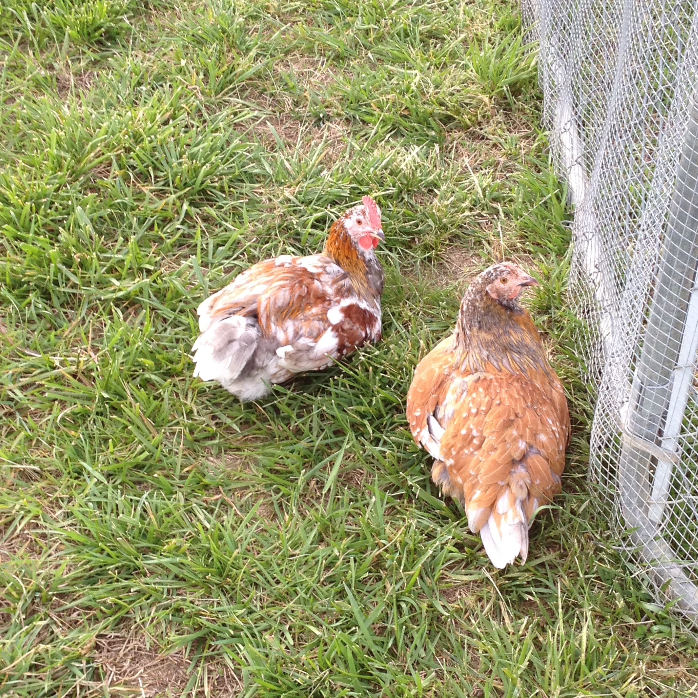 Blue based pullet and cockerel 4 months old