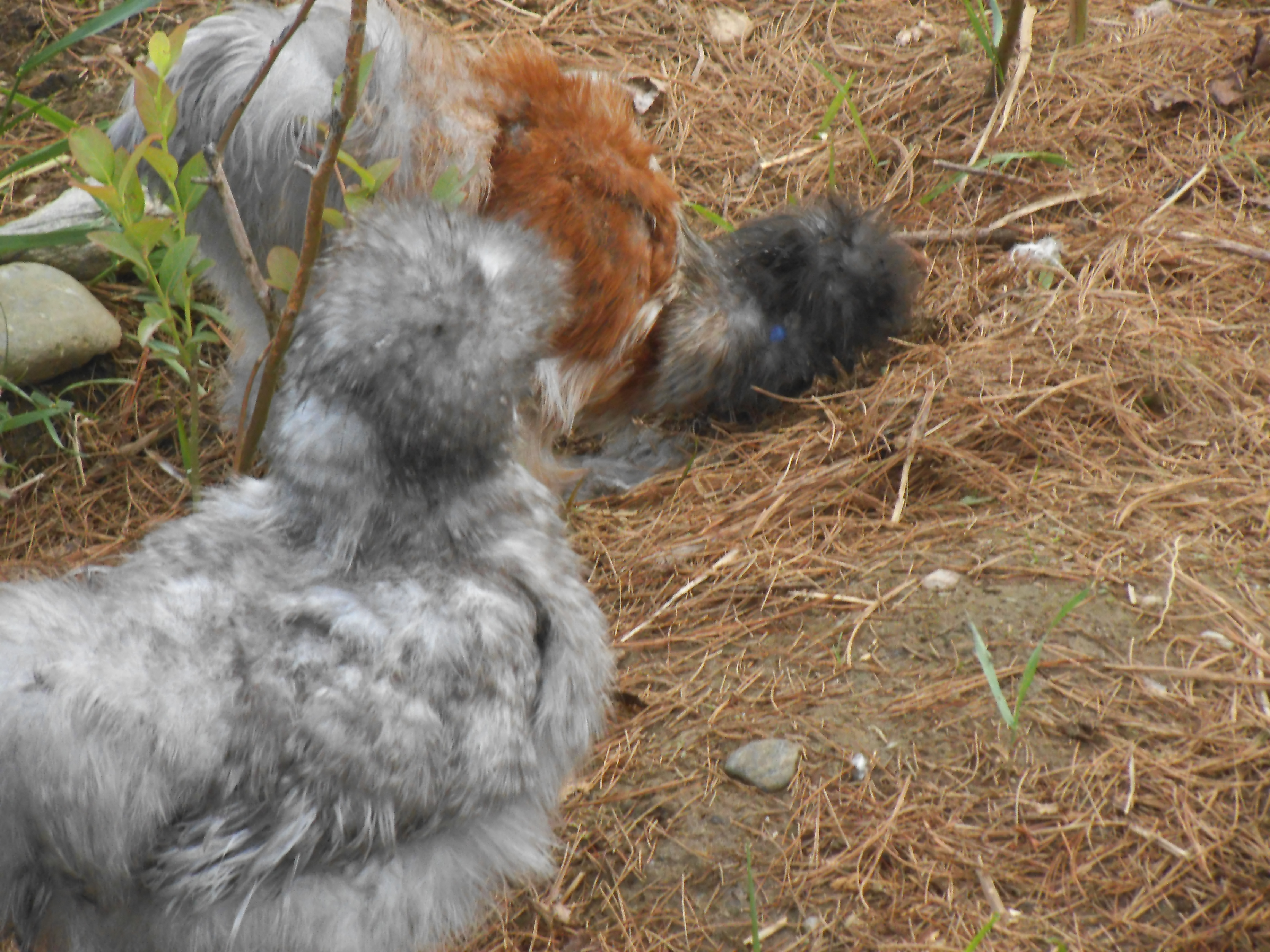 blue bell fore front our lil cuckoo silkie