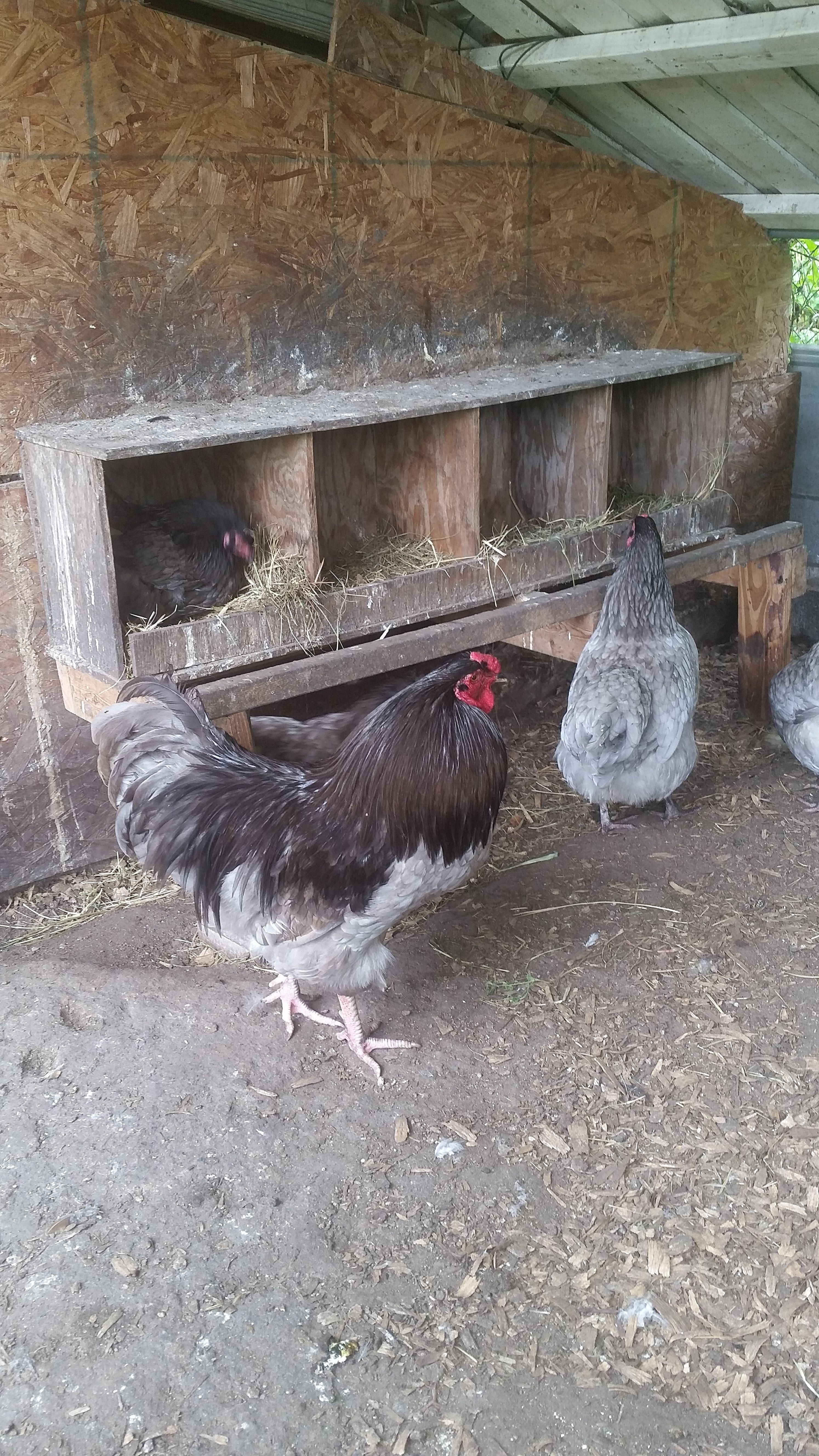 Blue, Black, and Blue wheaten Easter Egger