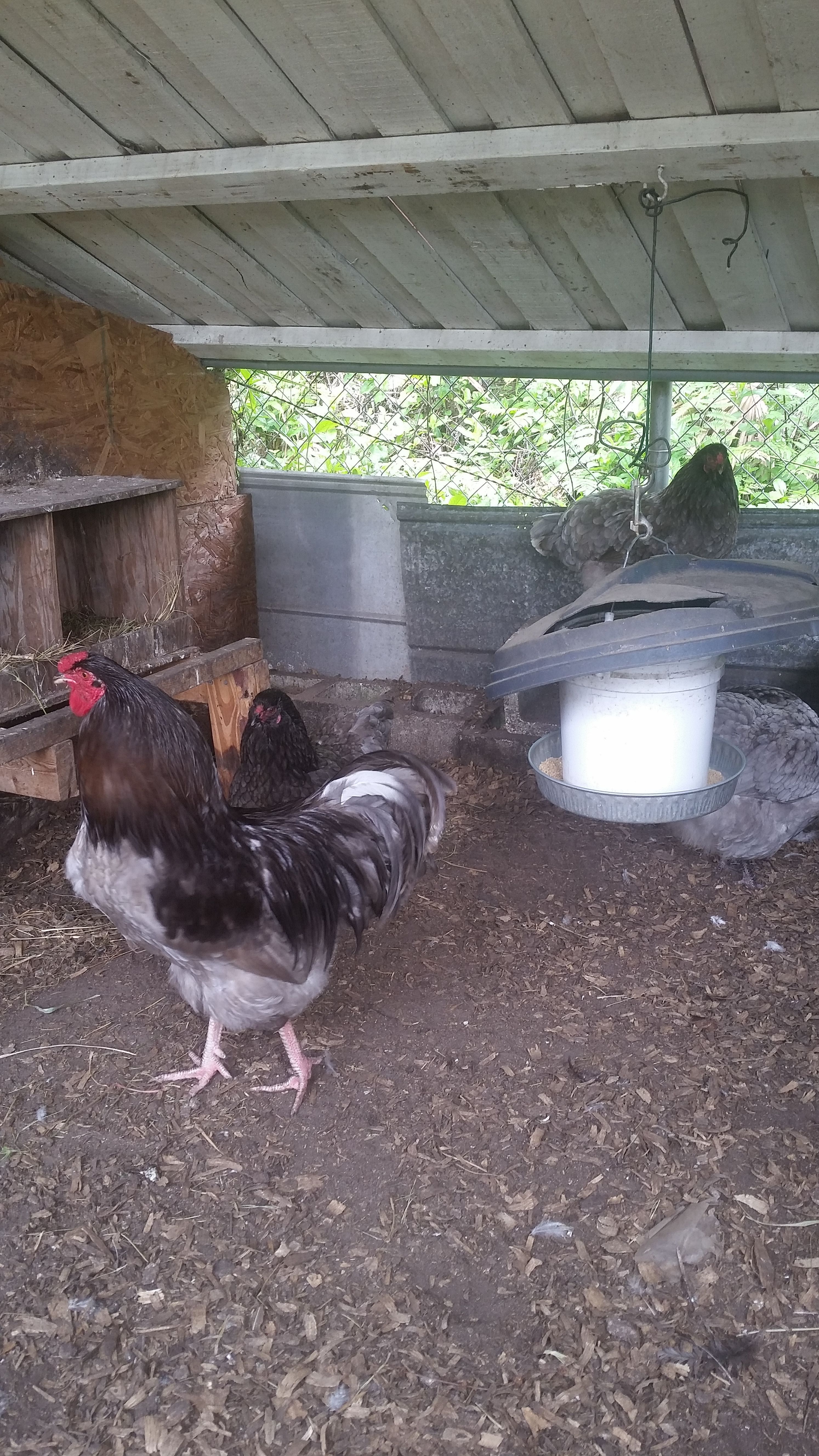 Blue, Black, and Blue wheaten Easter Egger