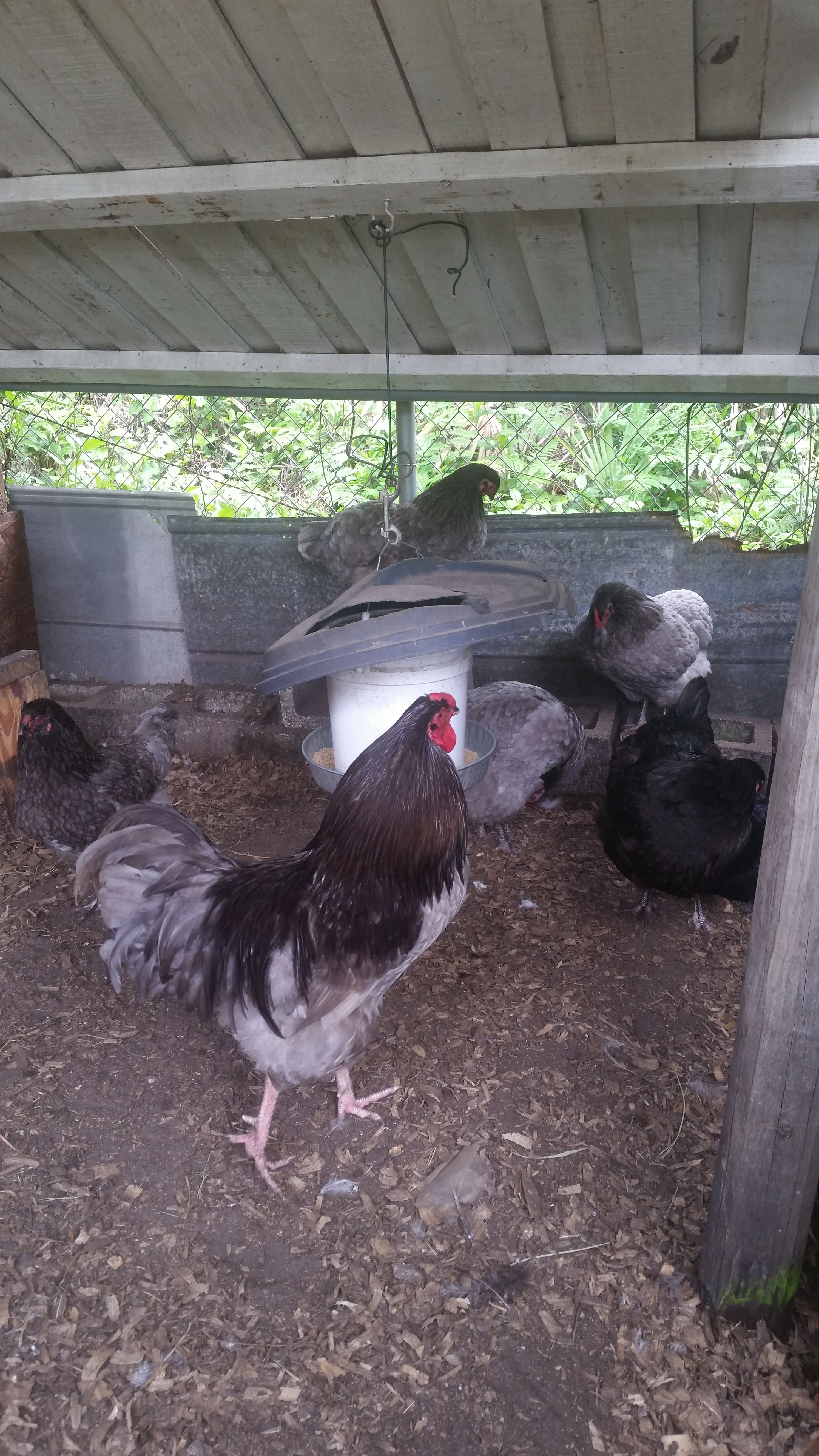Blue, Black, and Blue wheaten Easter Egger