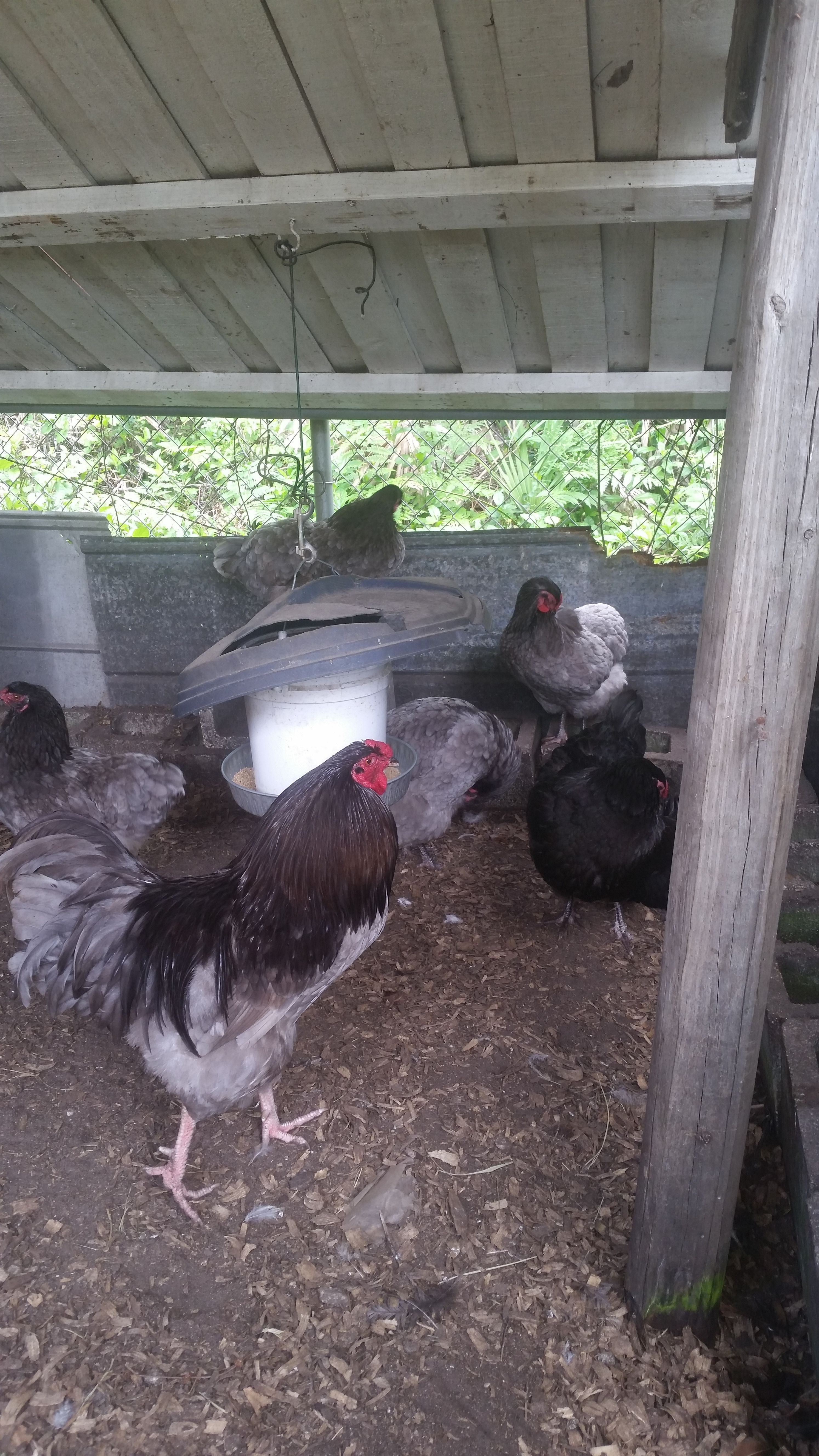 Blue, Black, and Blue wheaten Easter Egger
