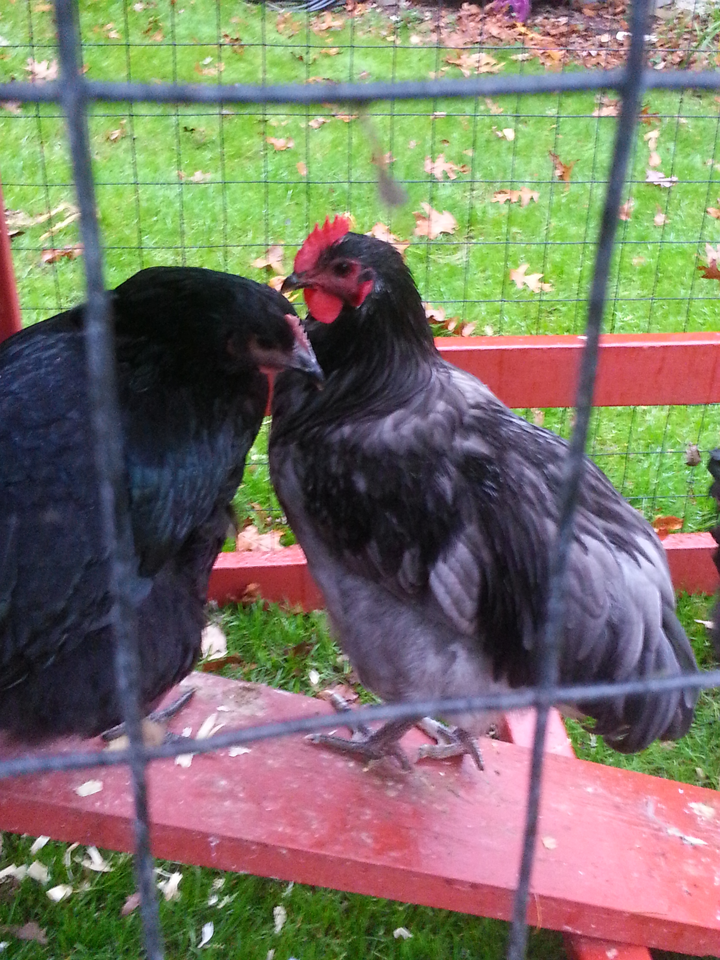 Blue & Black Orpingtons