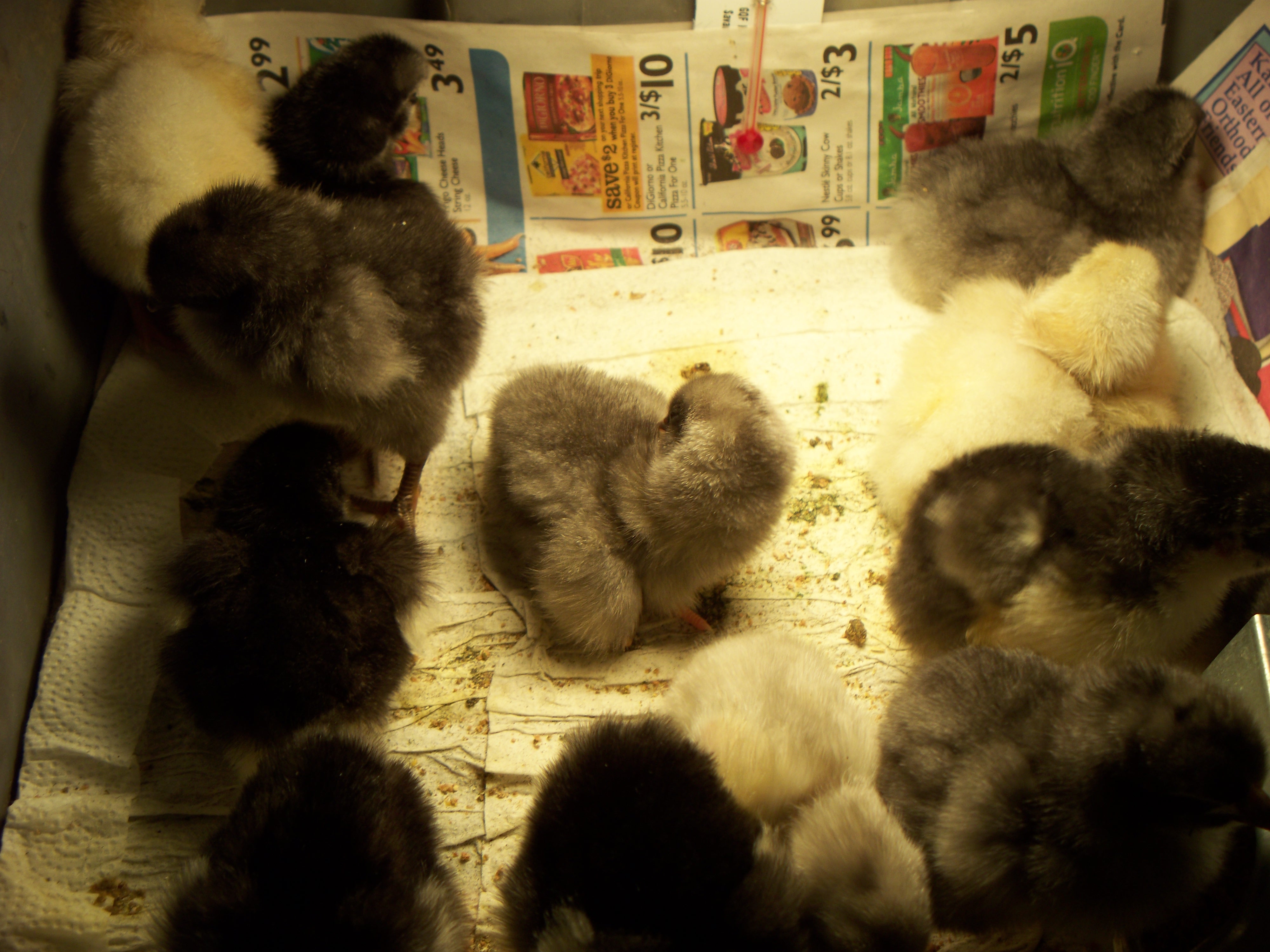 Blue, Black, Splash Easter 2012