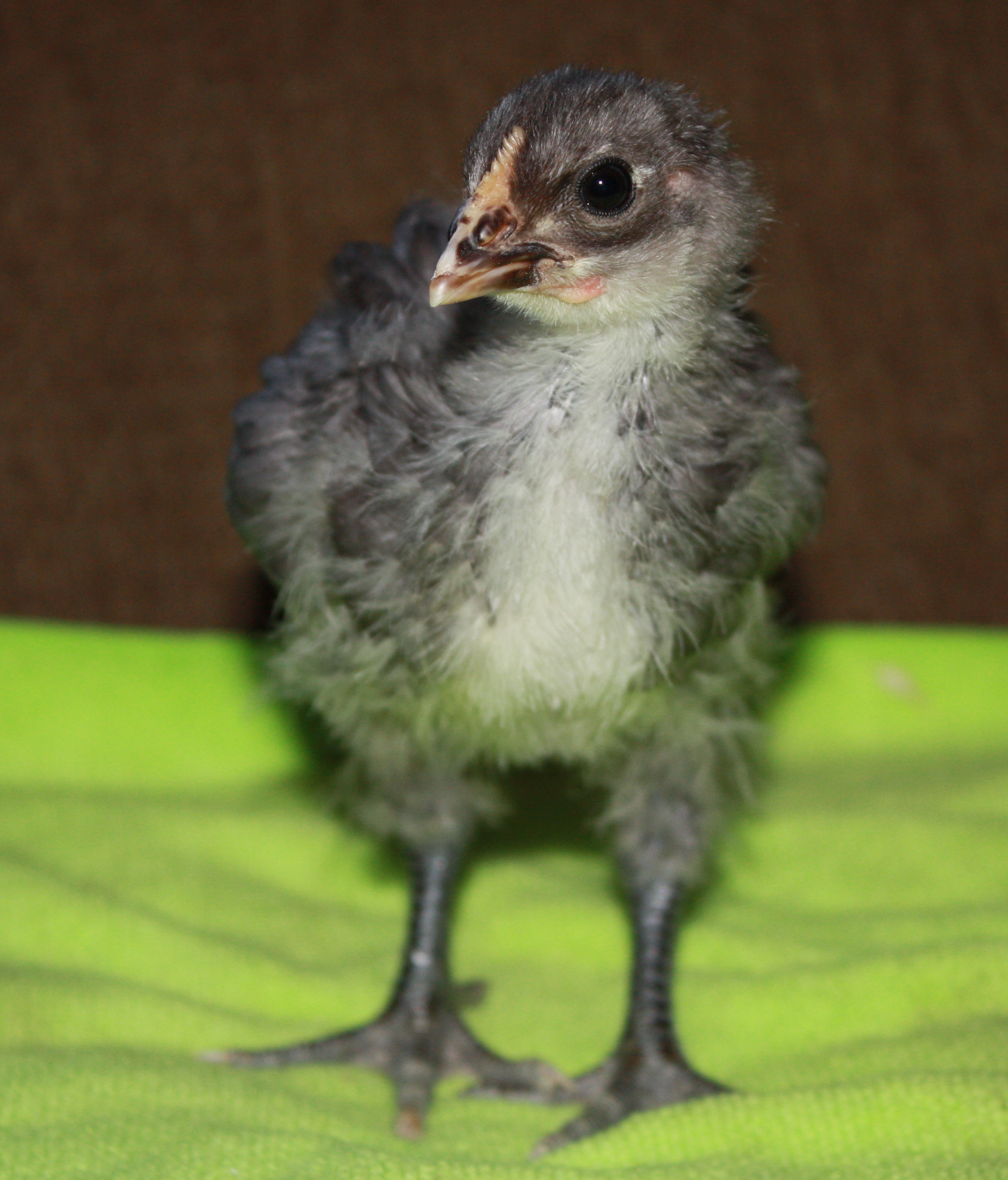 Blue/Black Splash Orpington - Pygmy (2.5 weeks)
Showing signs of being a rooster.