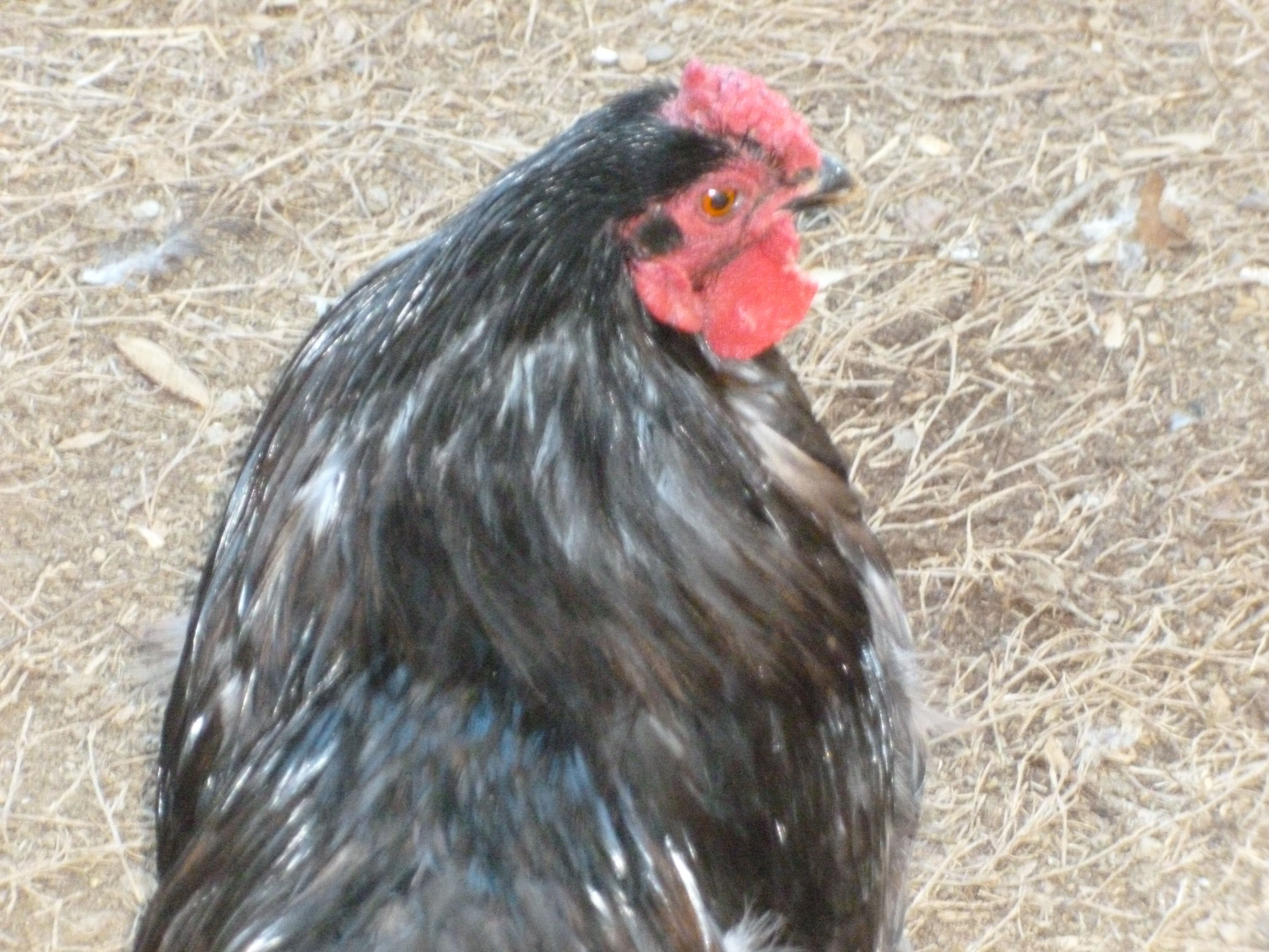 Blue Brahma Cochin bantam mix? "Barney" because he reminds us of Barney Fife from the Andy Griffith Show. He polices everybody. :)