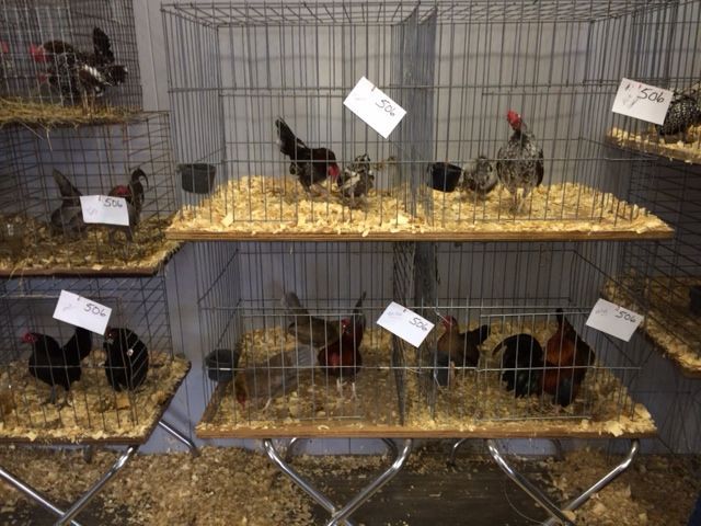 Blue Brassy Back OEGB pair center left cage
Blue Spangled OEGB pairs 2 center top cages
Blue Red OEGB trio 2nd cage from left on bottom