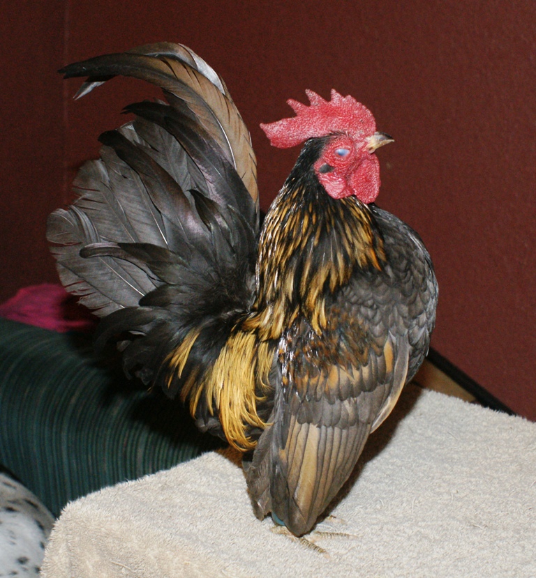 blue brassyback cockrel santa anna