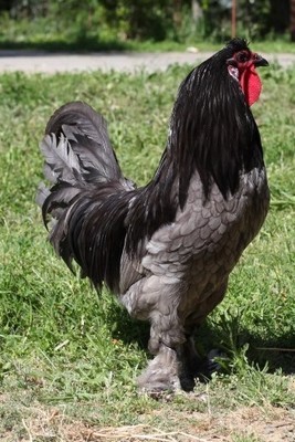 Blue Breda Fowl