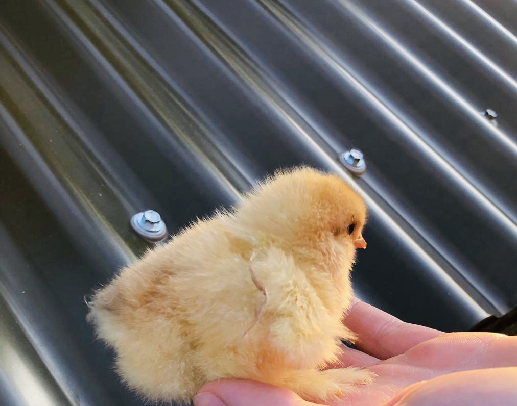 Blue buff columbian Brahma chick