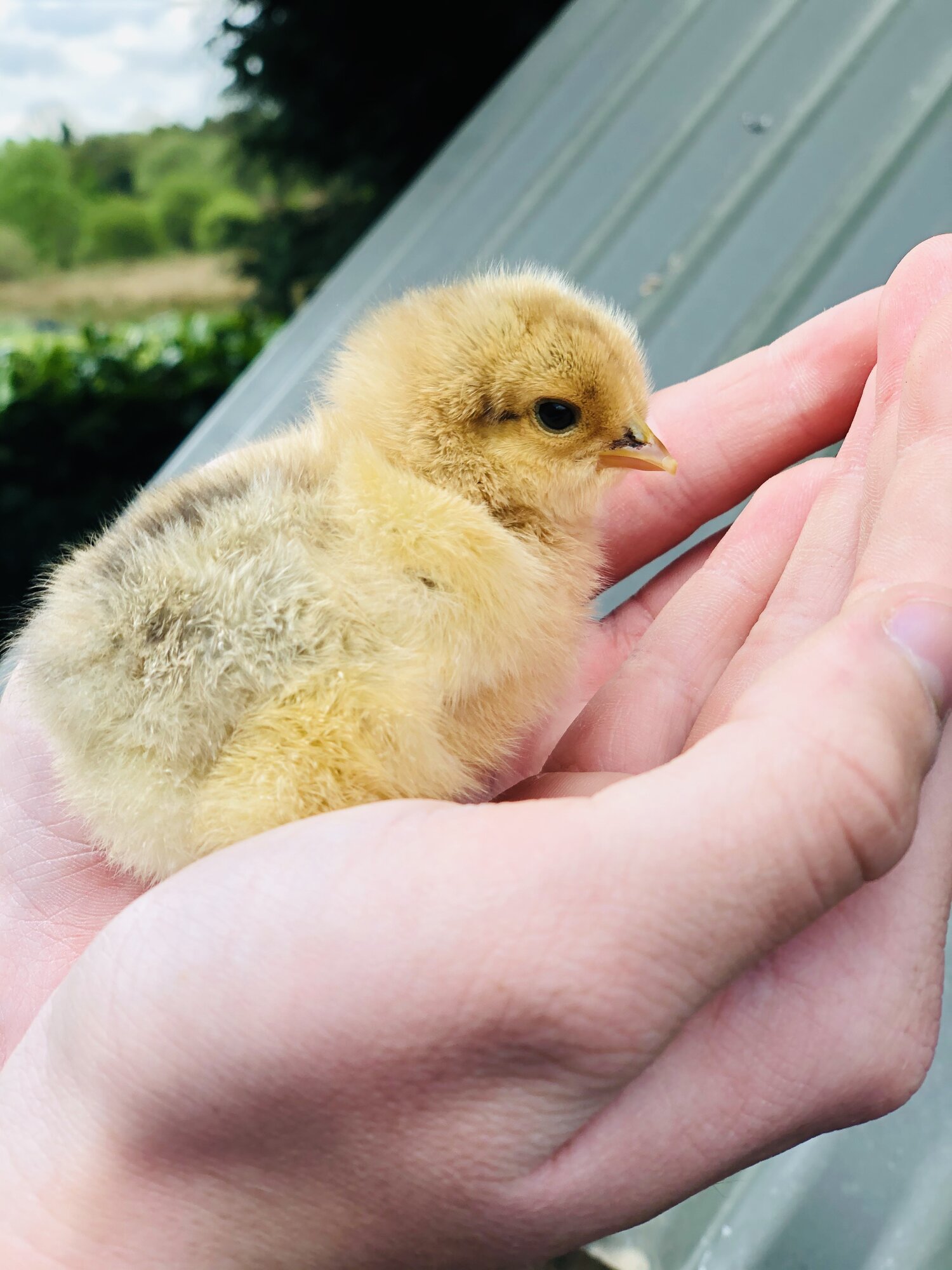 Blue buff columbian Brahma chick